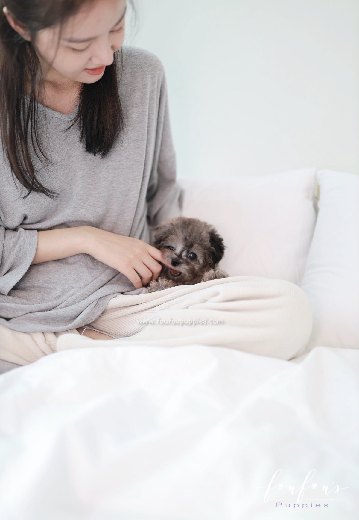 Ziggy - Maltipoo M.