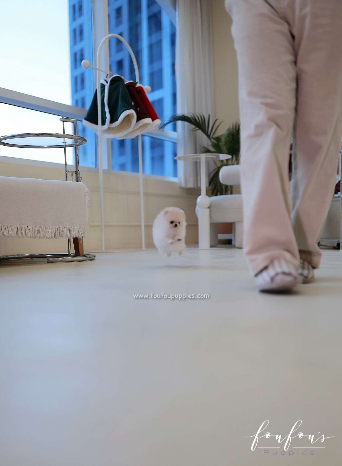 Honey - Pomeranian F.