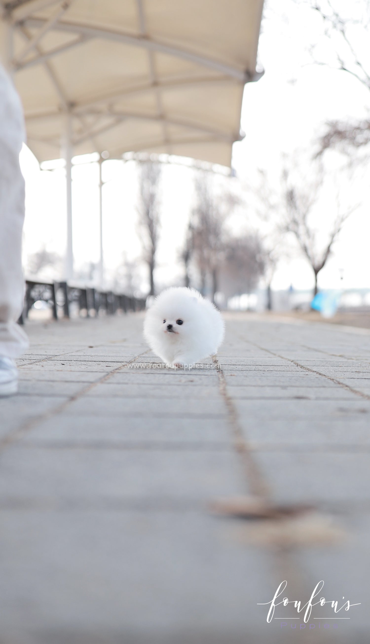 Dolce - Pomeranian F.
