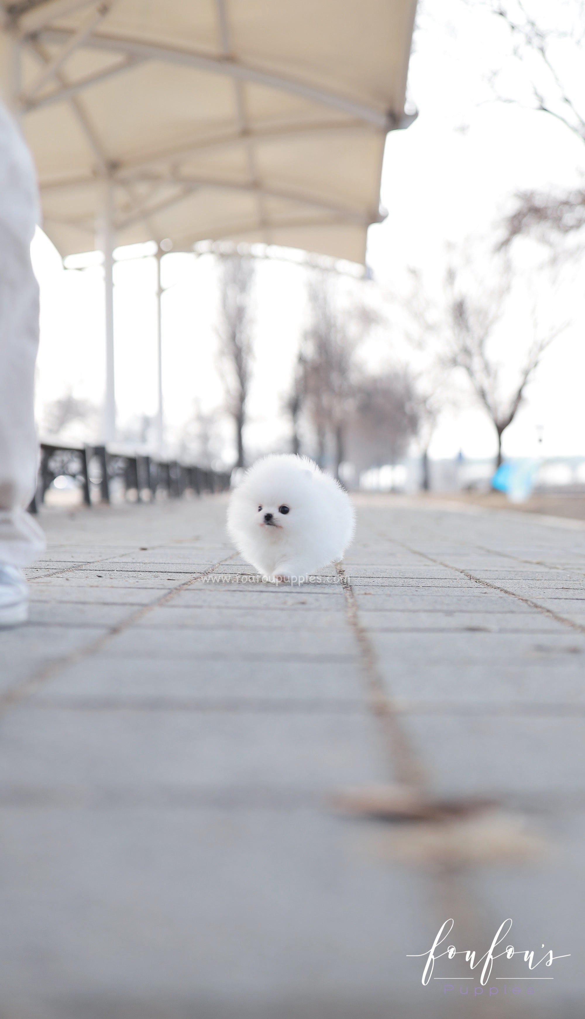 Dolce - Pomeranian F.