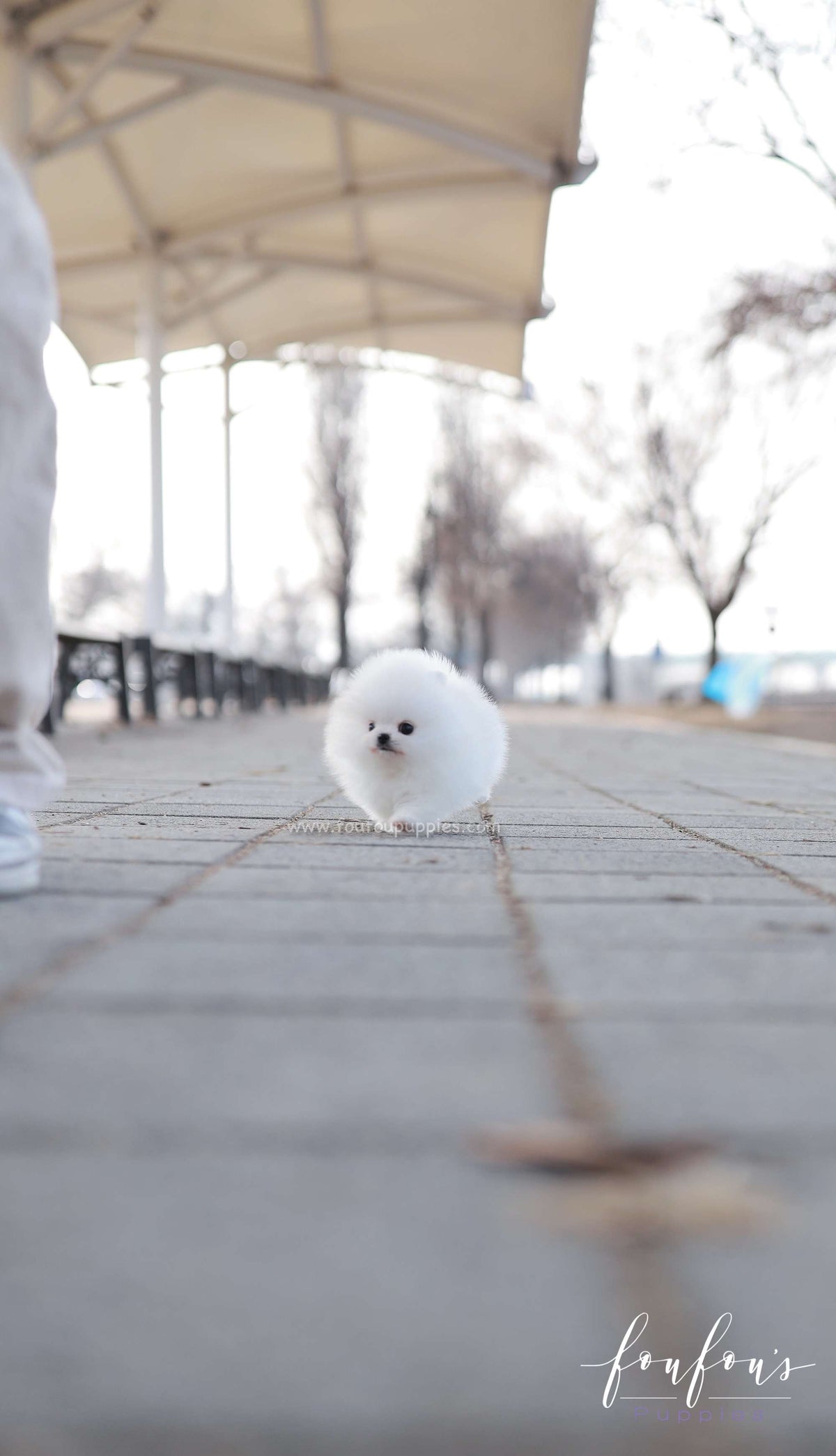 Dolce - Pomeranian F.