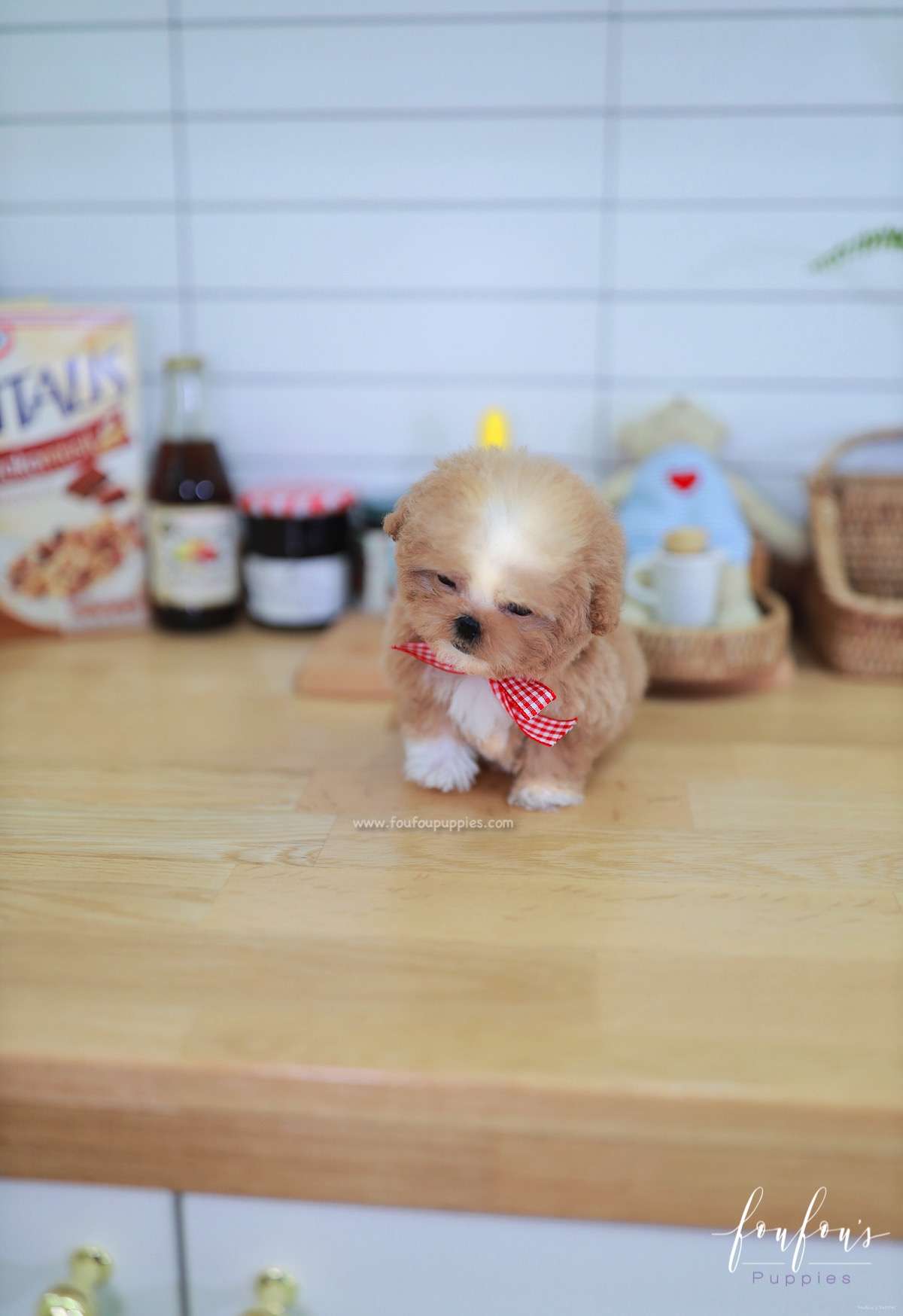 Lilly - Poodle F.