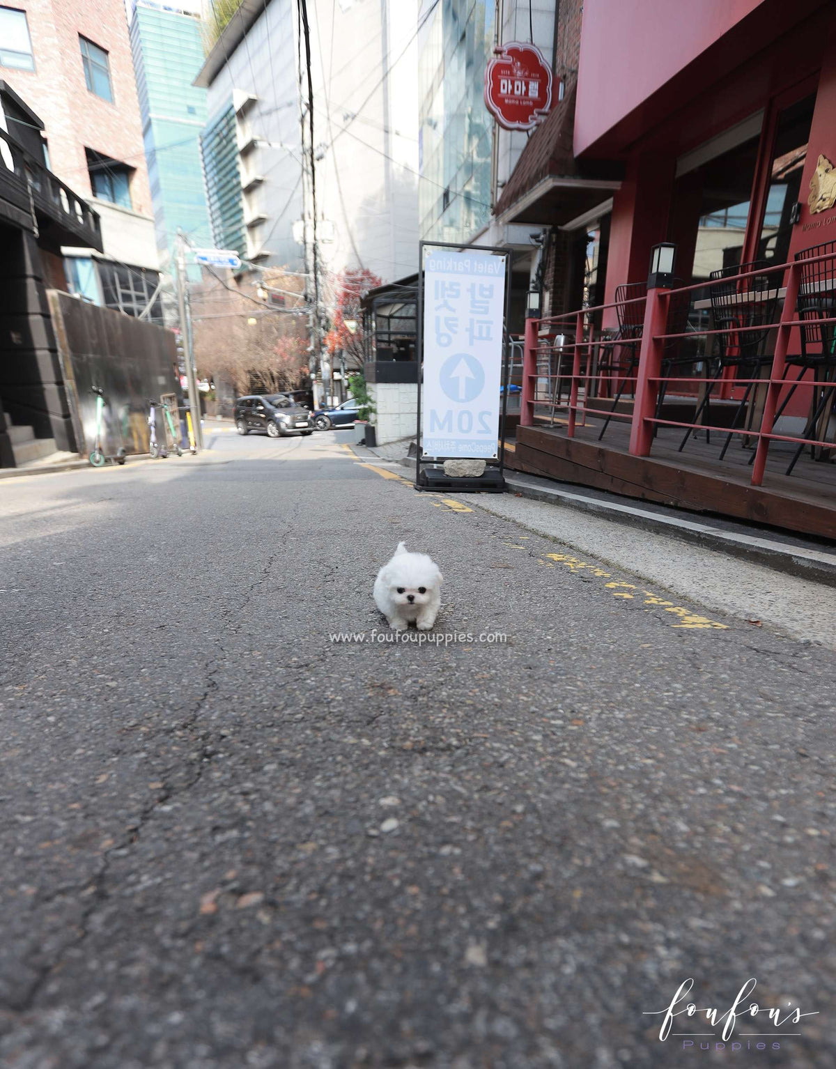 Bijou - Maltese F.