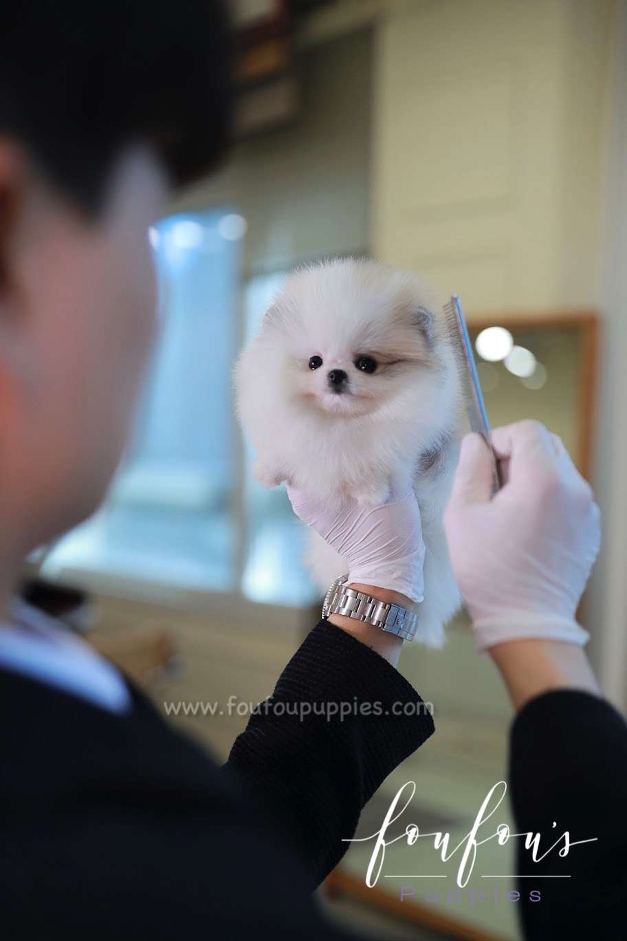 Olivia - Pomeranian F.