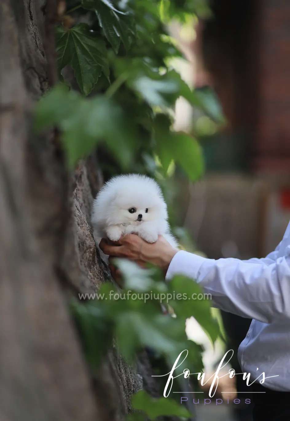 Lola - Pomeranian F.