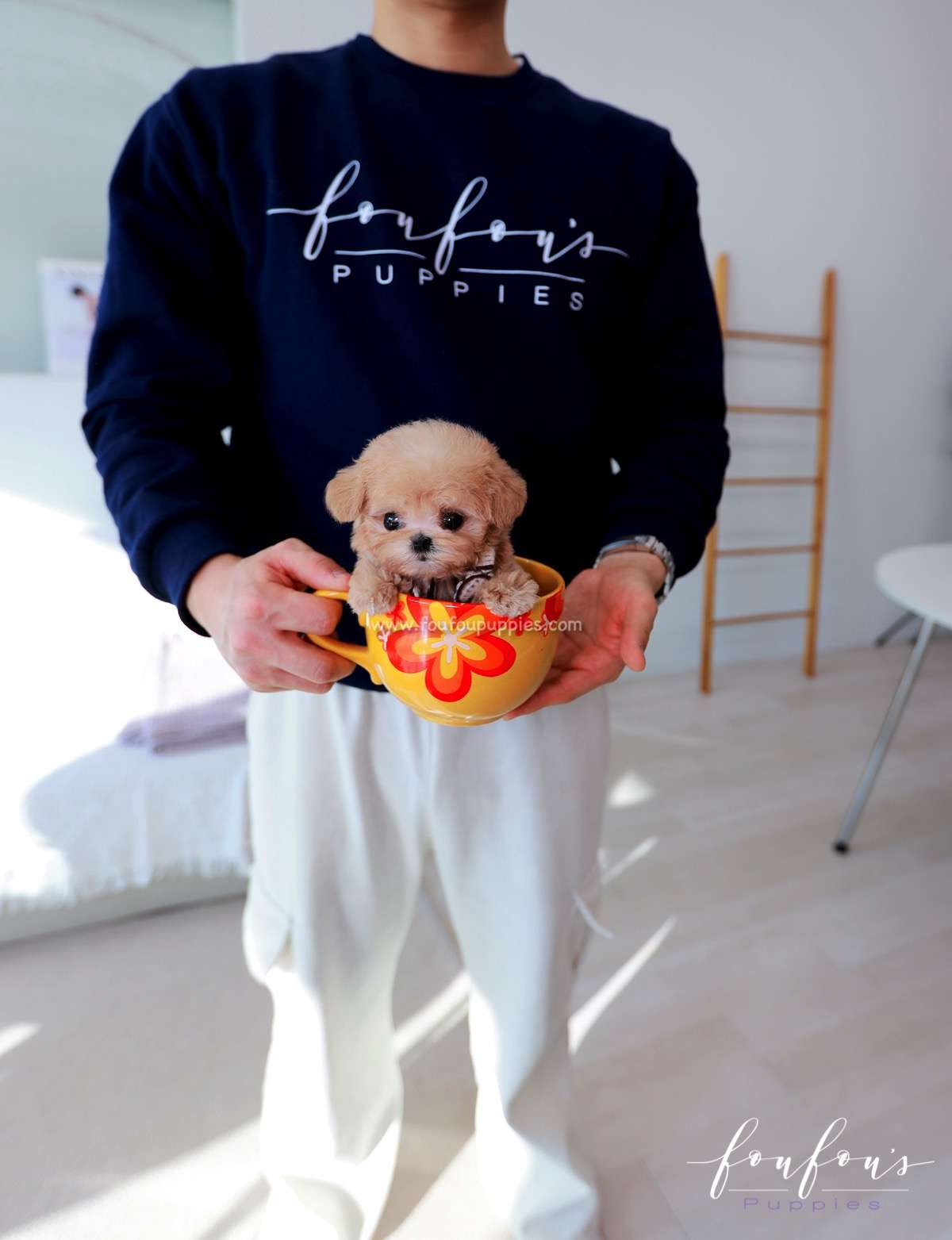 Elara - Poodle F.