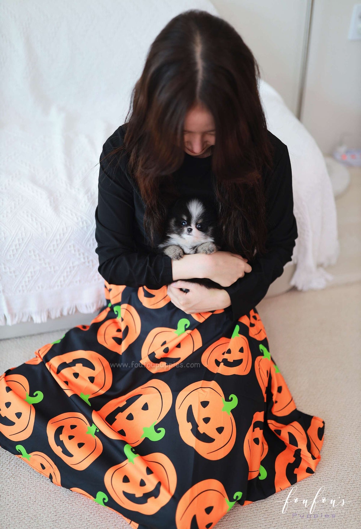 Midnight - Pomeranian F.