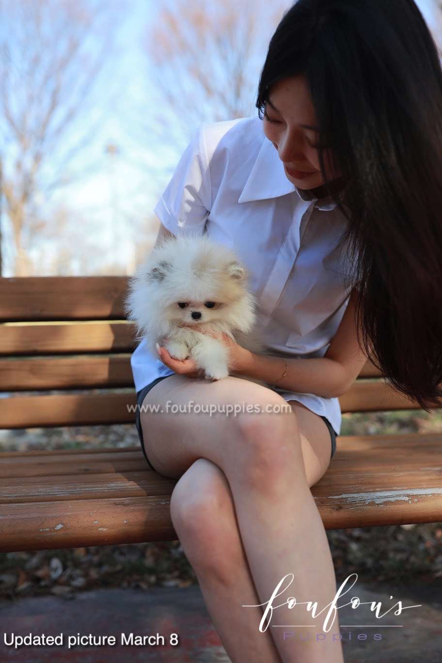 Olivia - Pomeranian F.