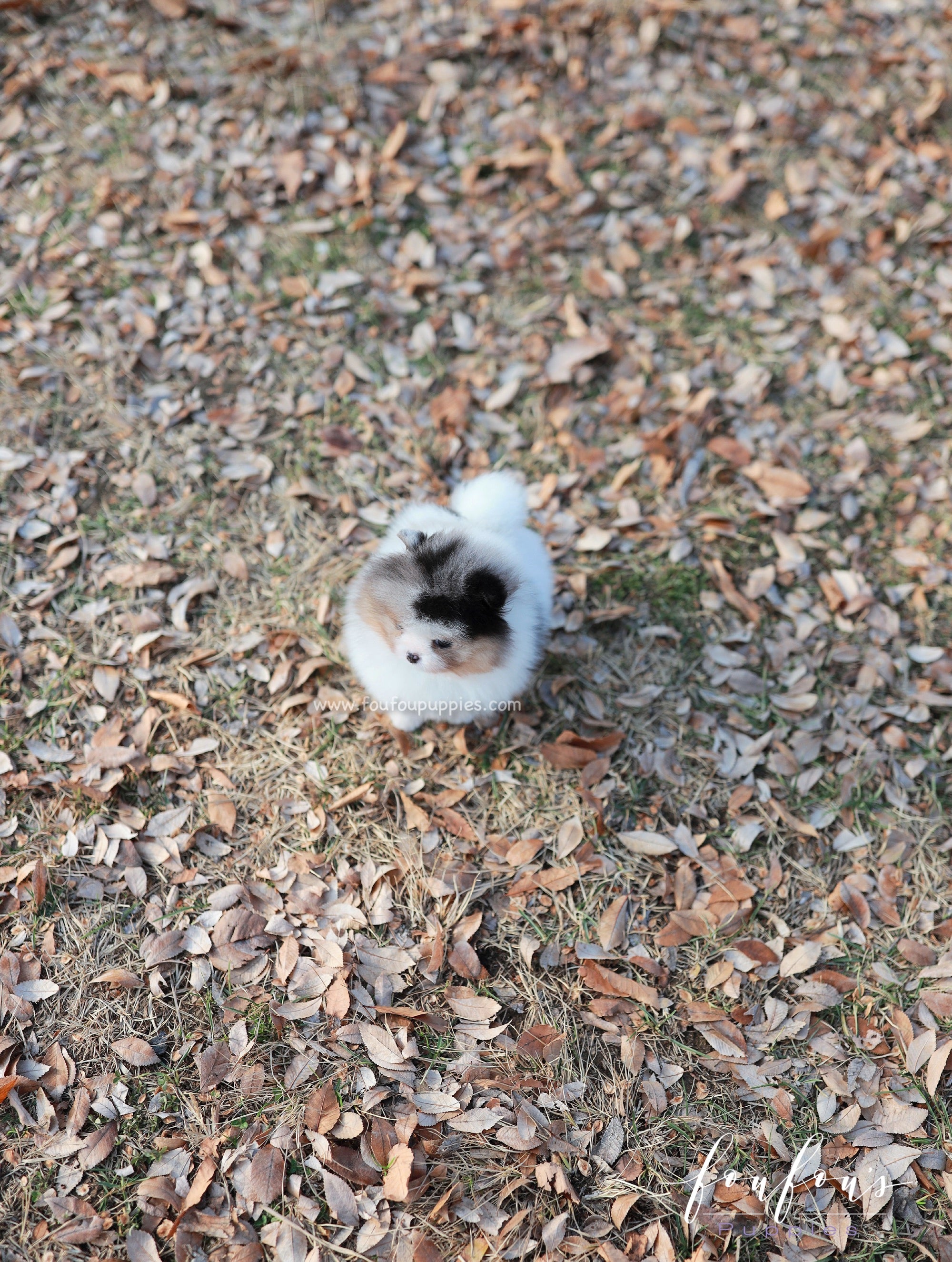 Kai - Pomeranian M.