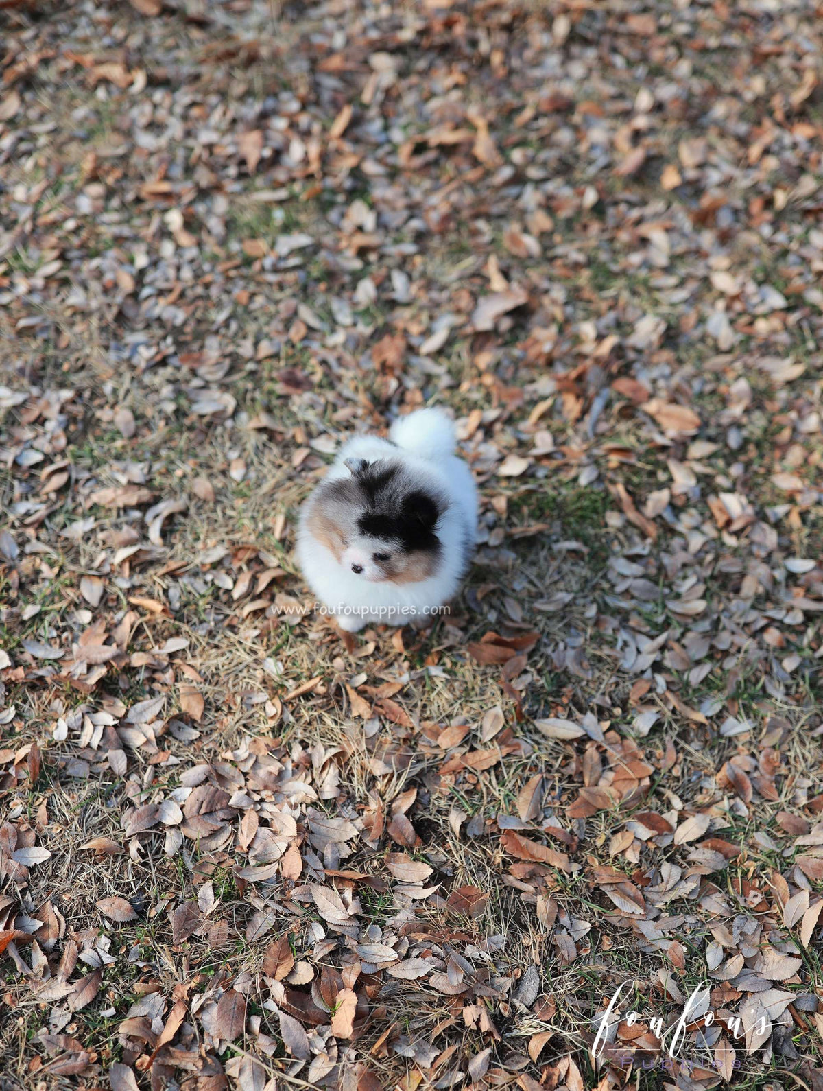 Kai - Pomeranian M.