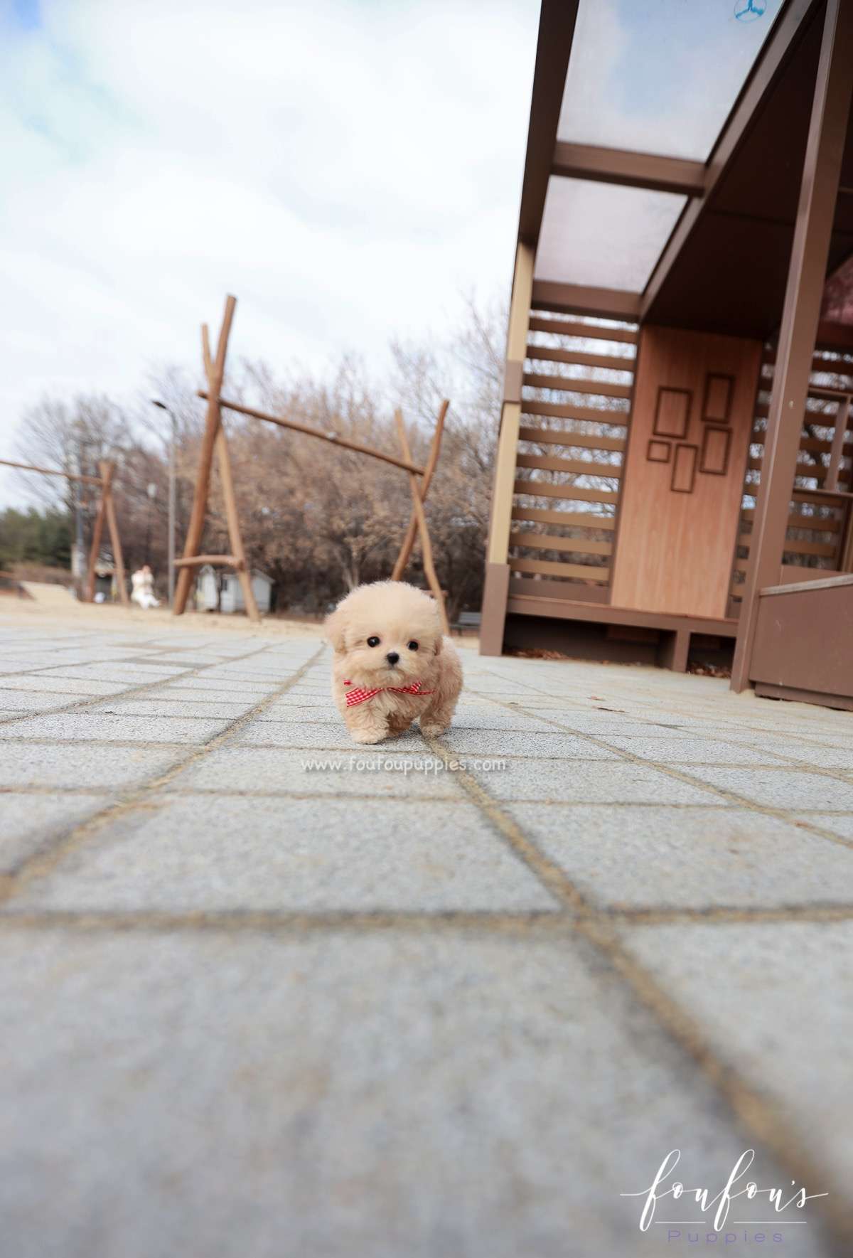Nala - Poodle F.