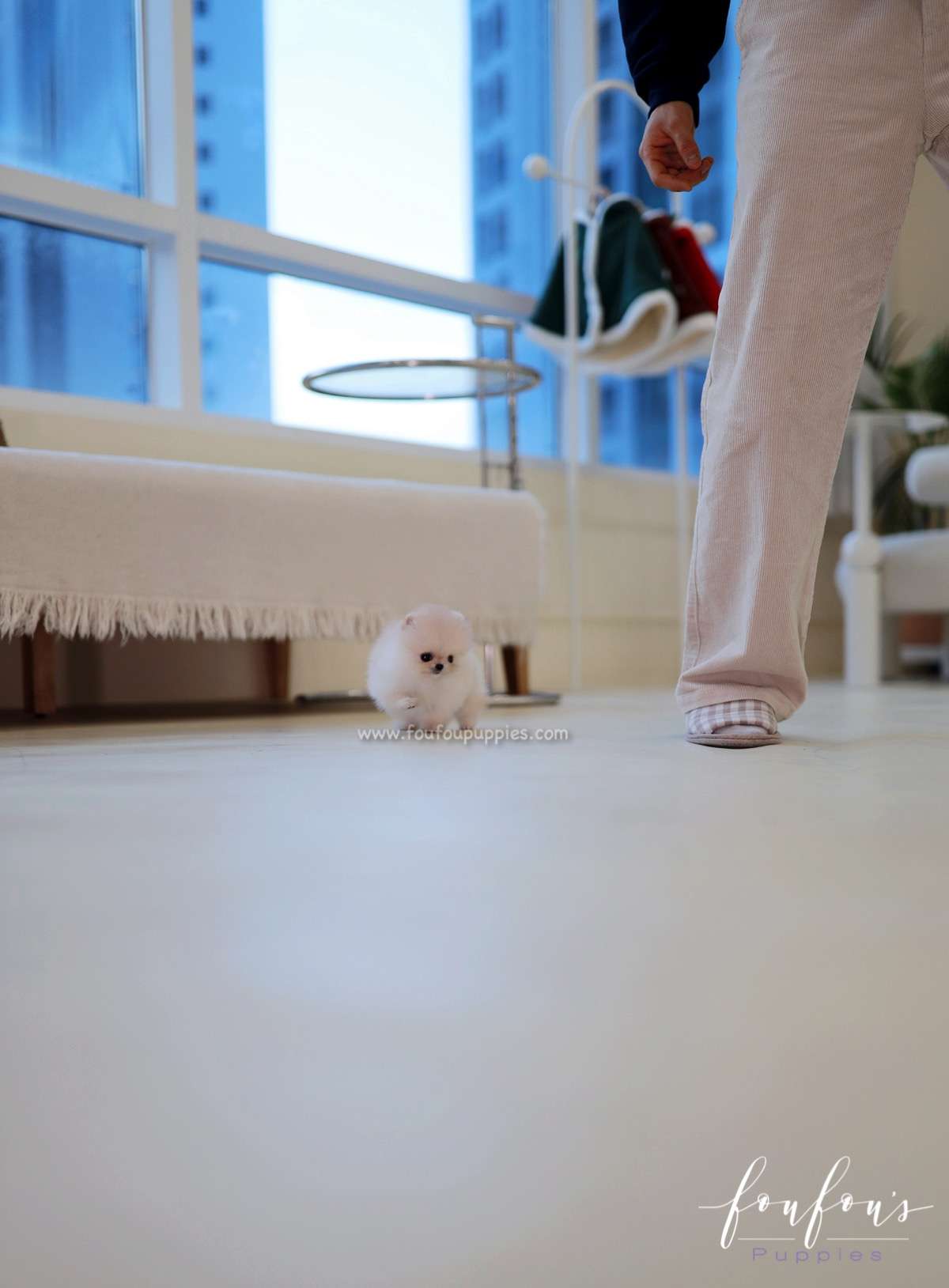 Honey - Pomeranian F.