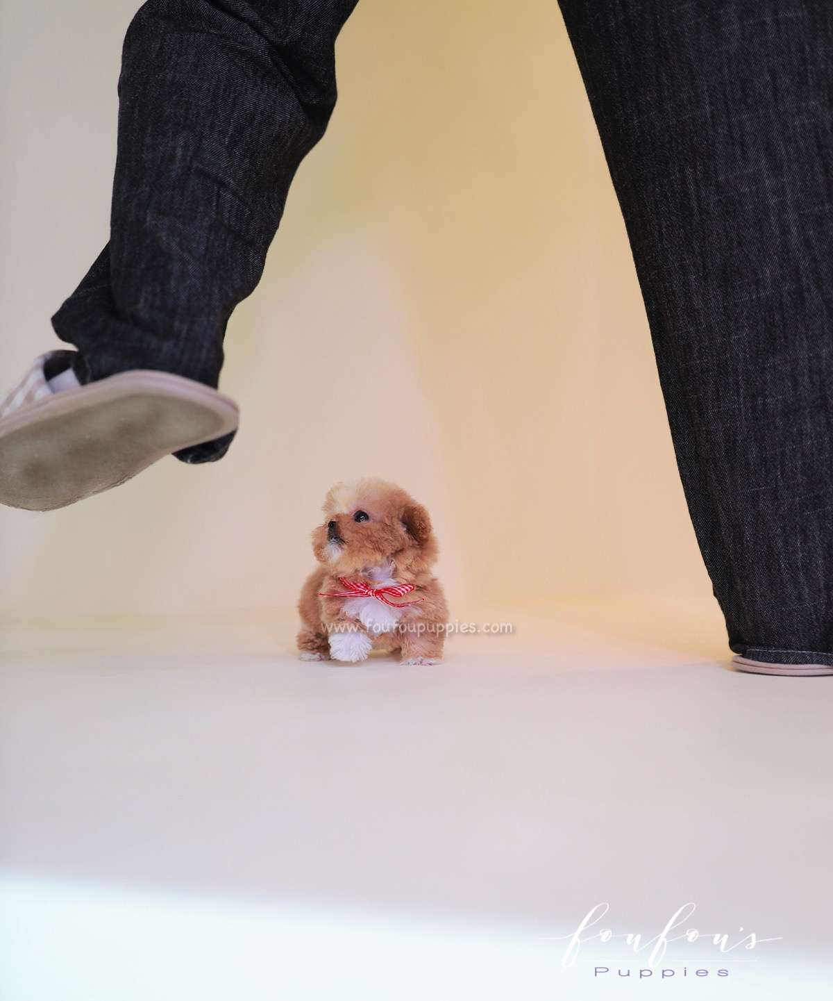 Lilly - Poodle F.