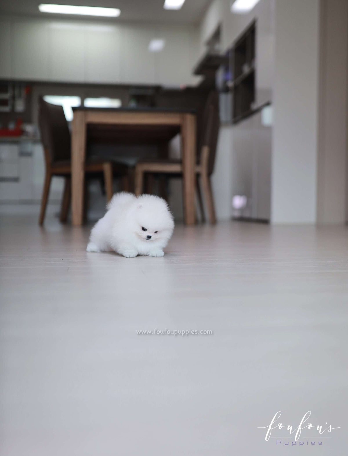 Maximillian - Pomeranian M.