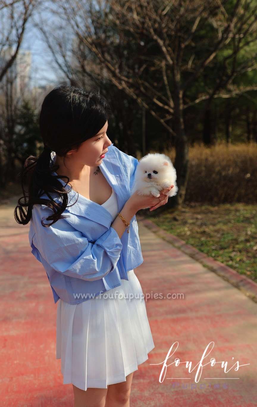 Bijou - Pomeranian F.