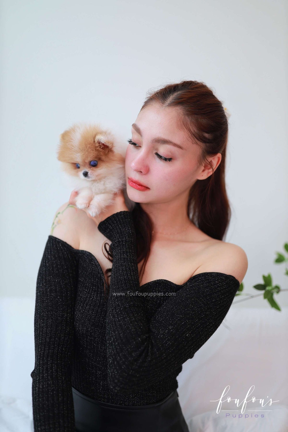 Bluey - Pomeranian M.