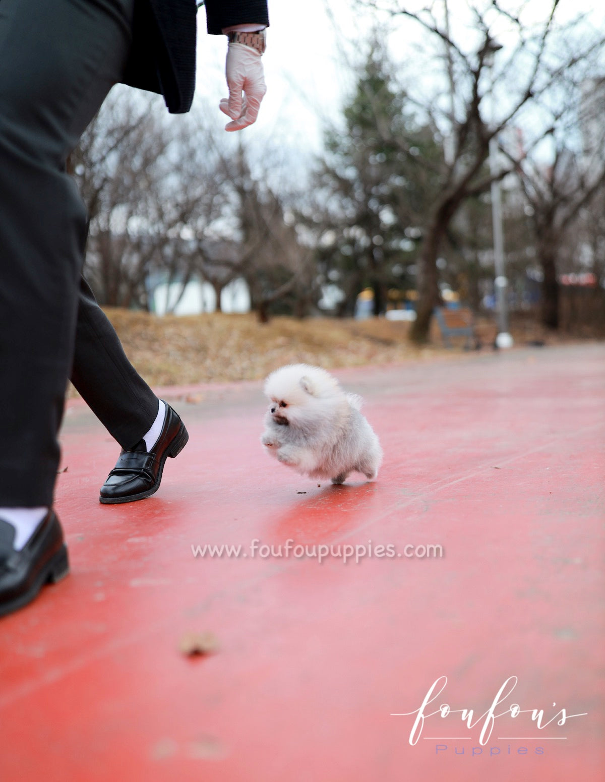 Celestia - Pomeranian F.