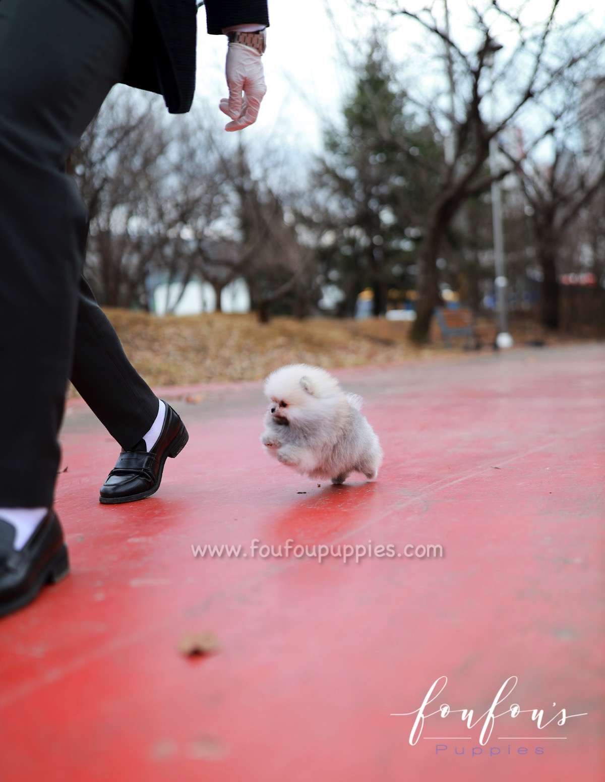 Celestia - Pomeranian F.
