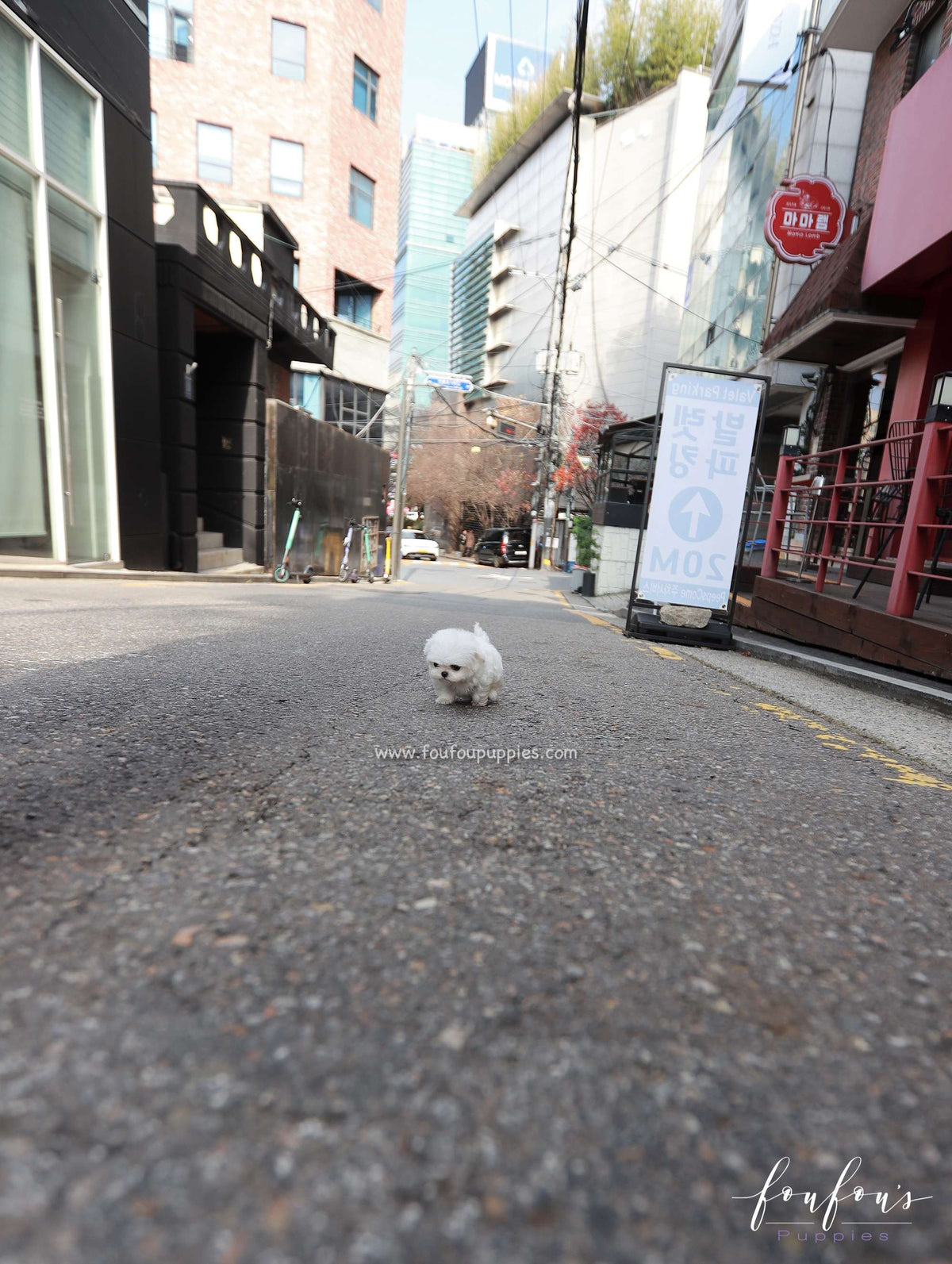 Bijou - Maltese F.