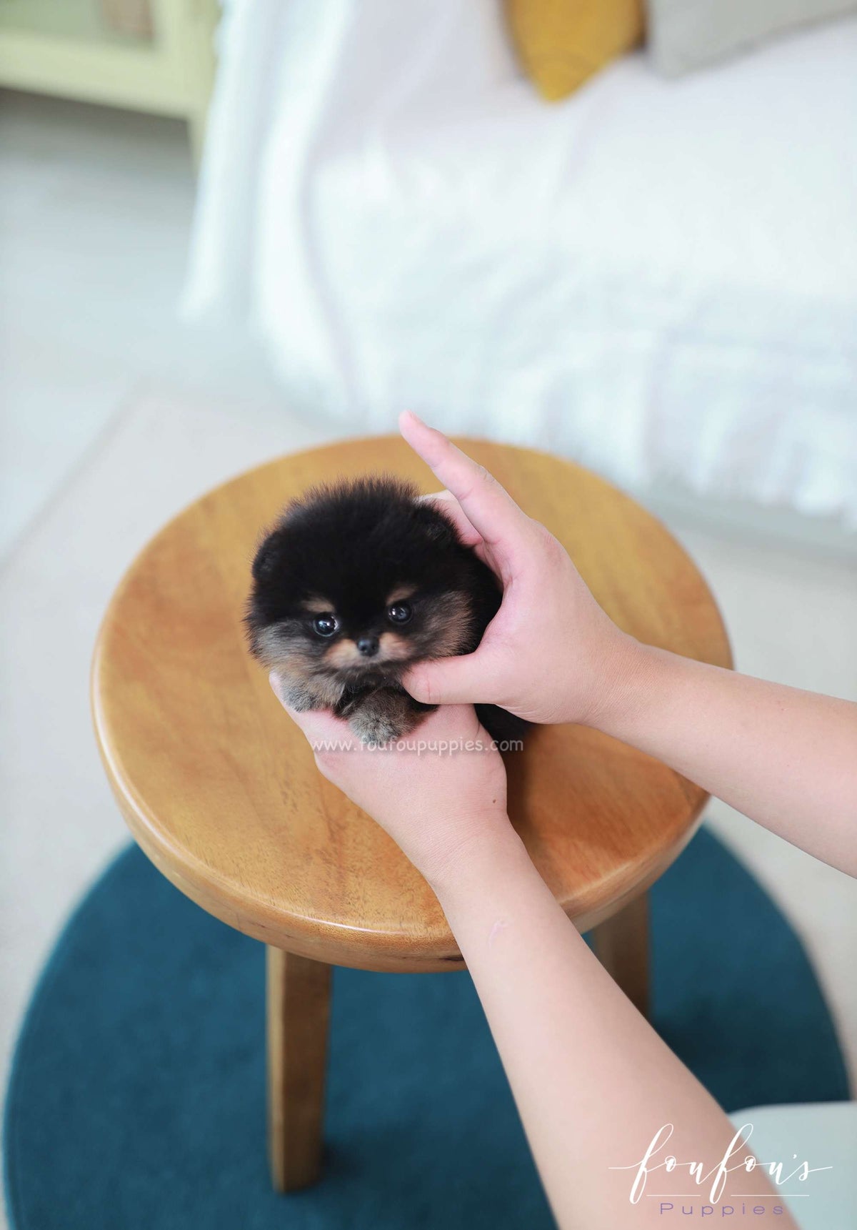 Teeny - Pomeranian M.