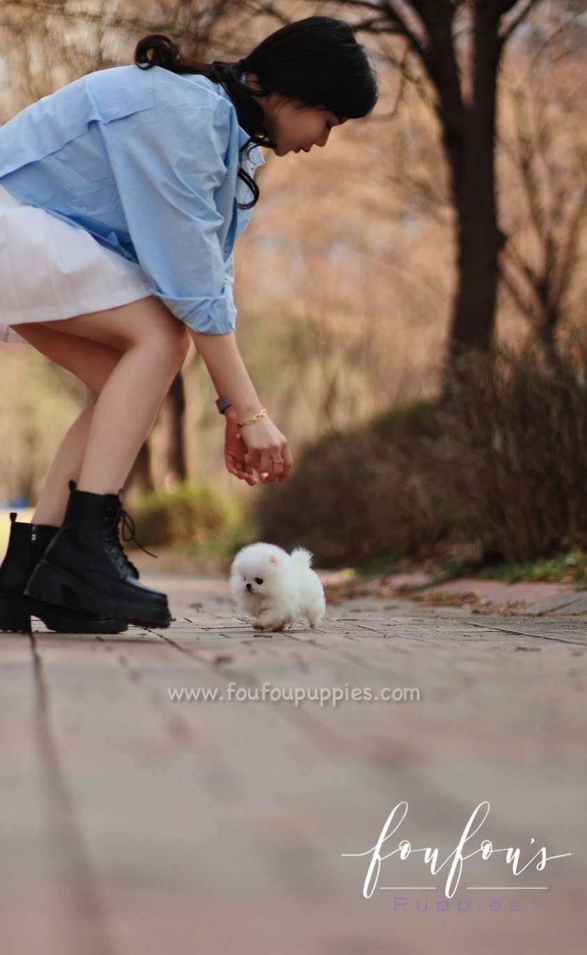 Bijou - Pomeranian F.