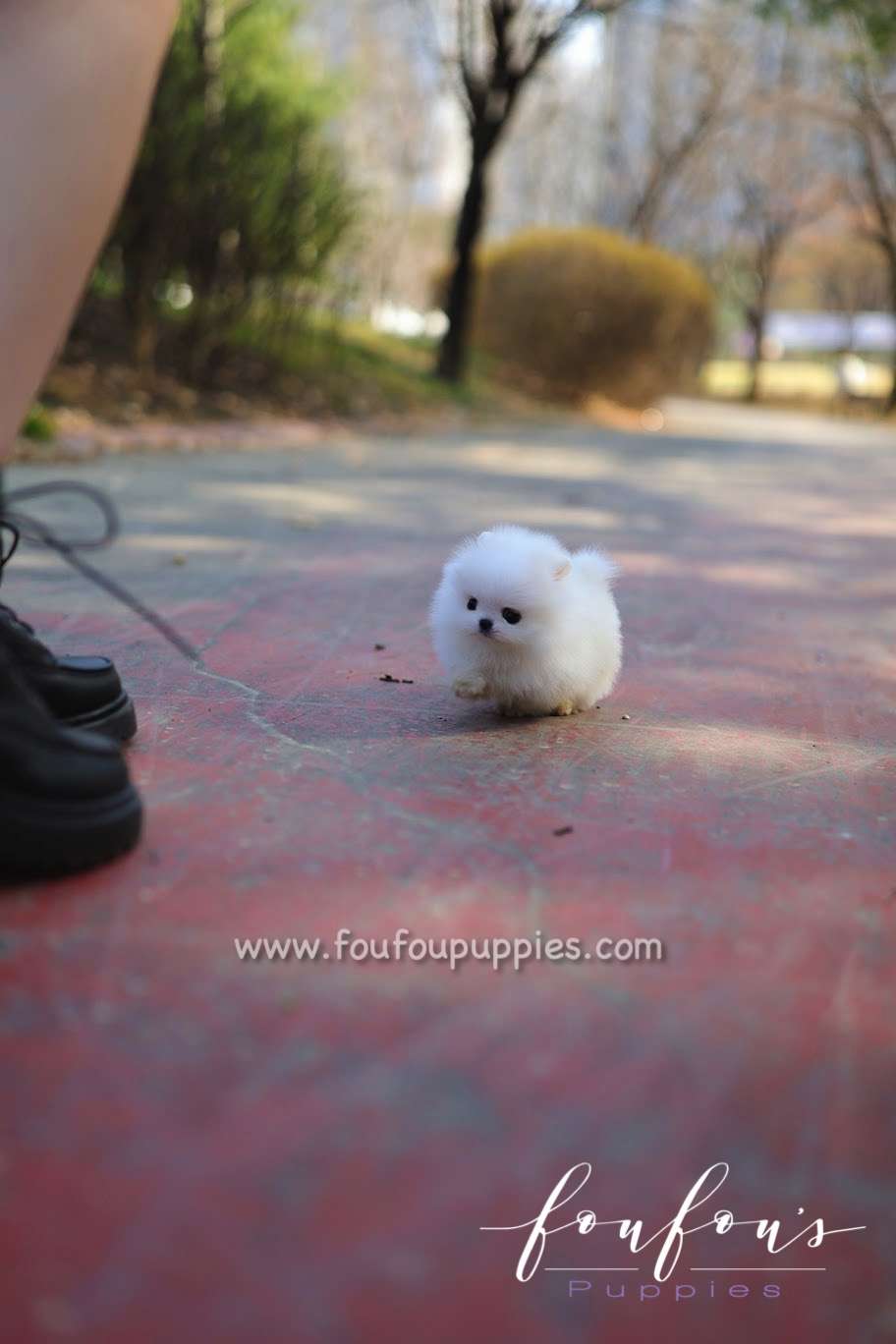 Bijou - Pomeranian F.