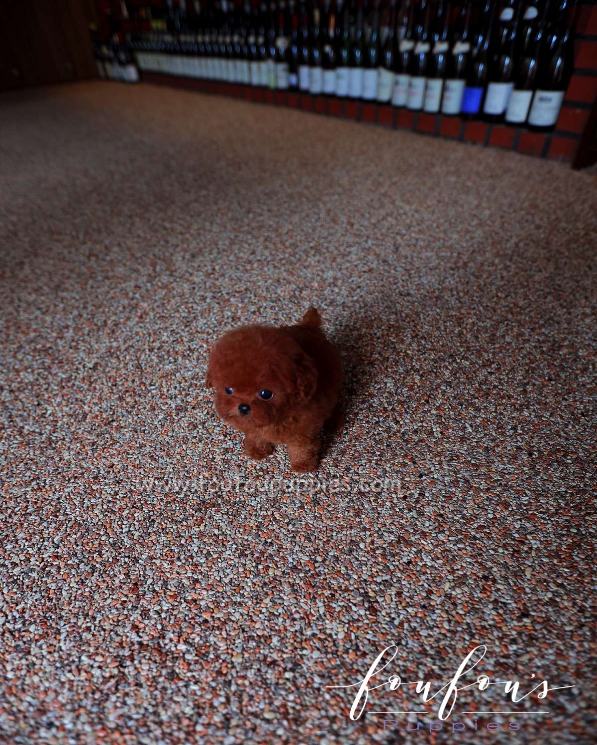 Angel - Poodle F.