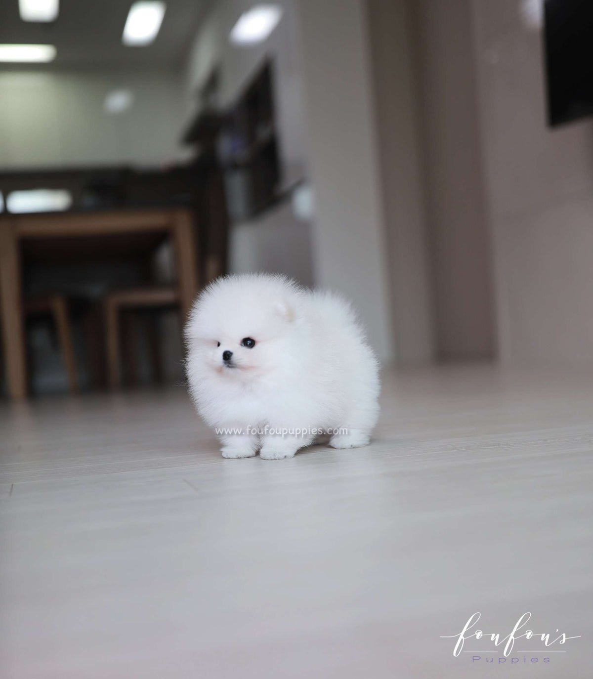 Maximillian - Pomeranian M.
