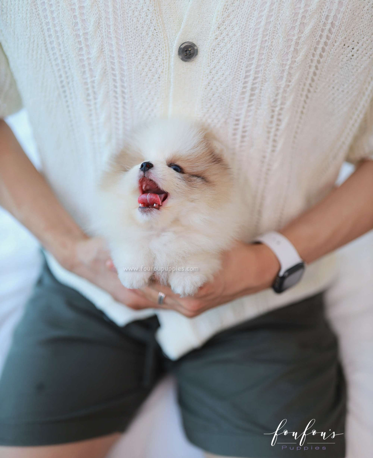 Bijou - Pomeranian F.