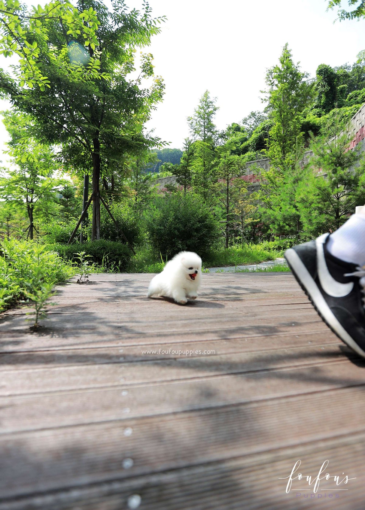 Willow - Pomeranian F.