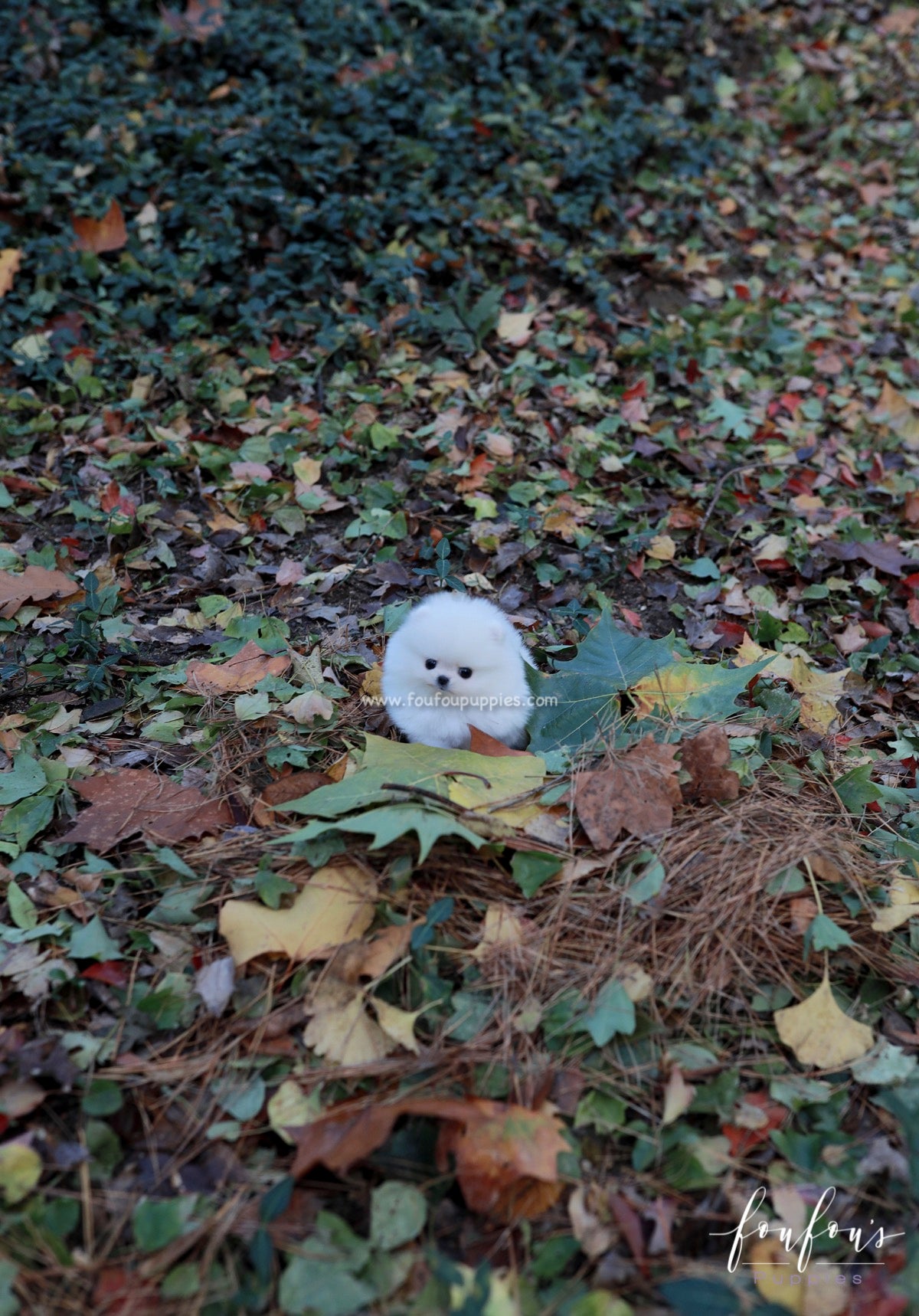 Bear - Pomeranian M.