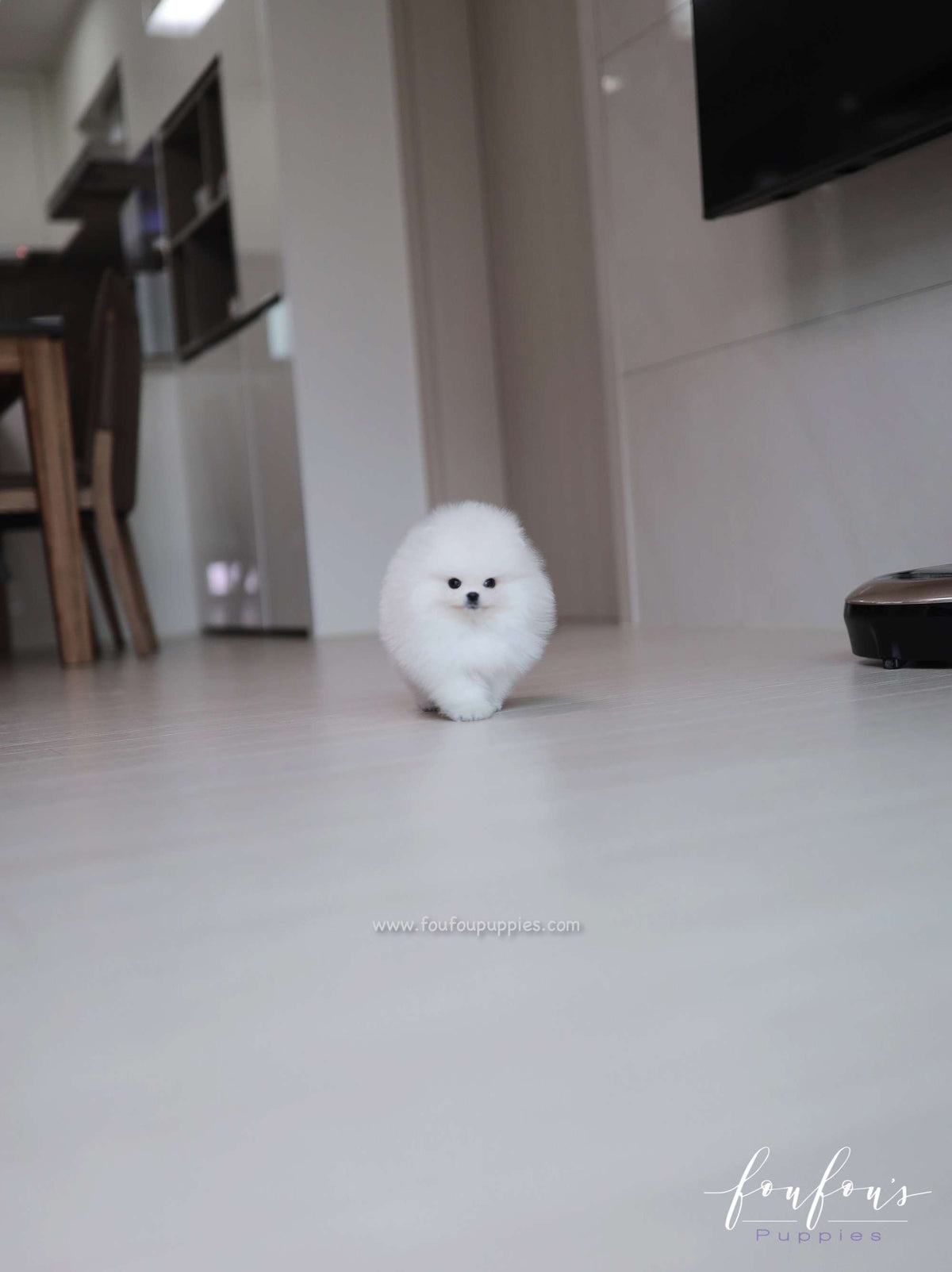 Maximillian - Pomeranian M.