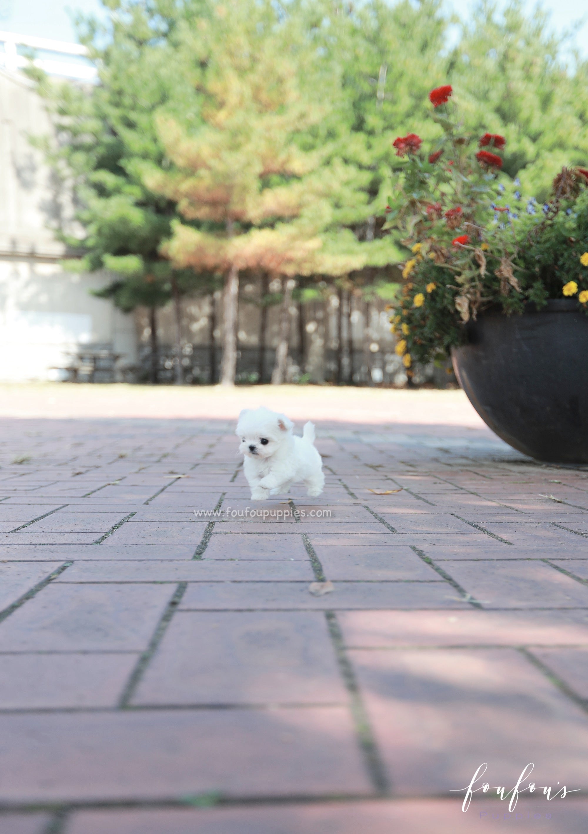 Minnie - Maltese F.