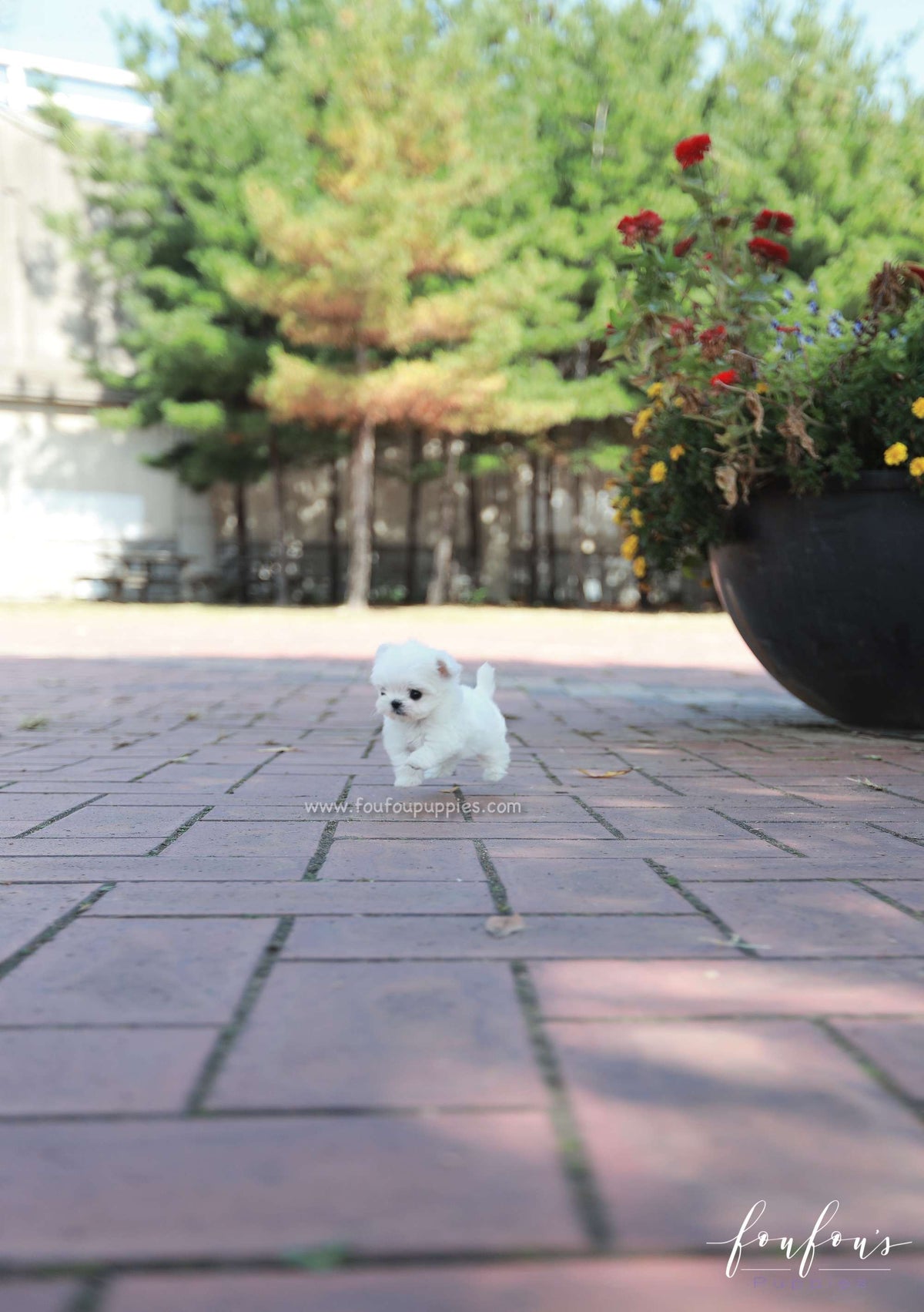 Minnie - Maltese F.