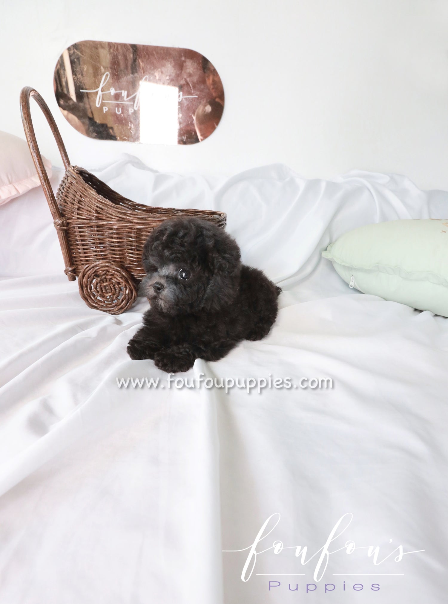 Kiel - Poodle M.
