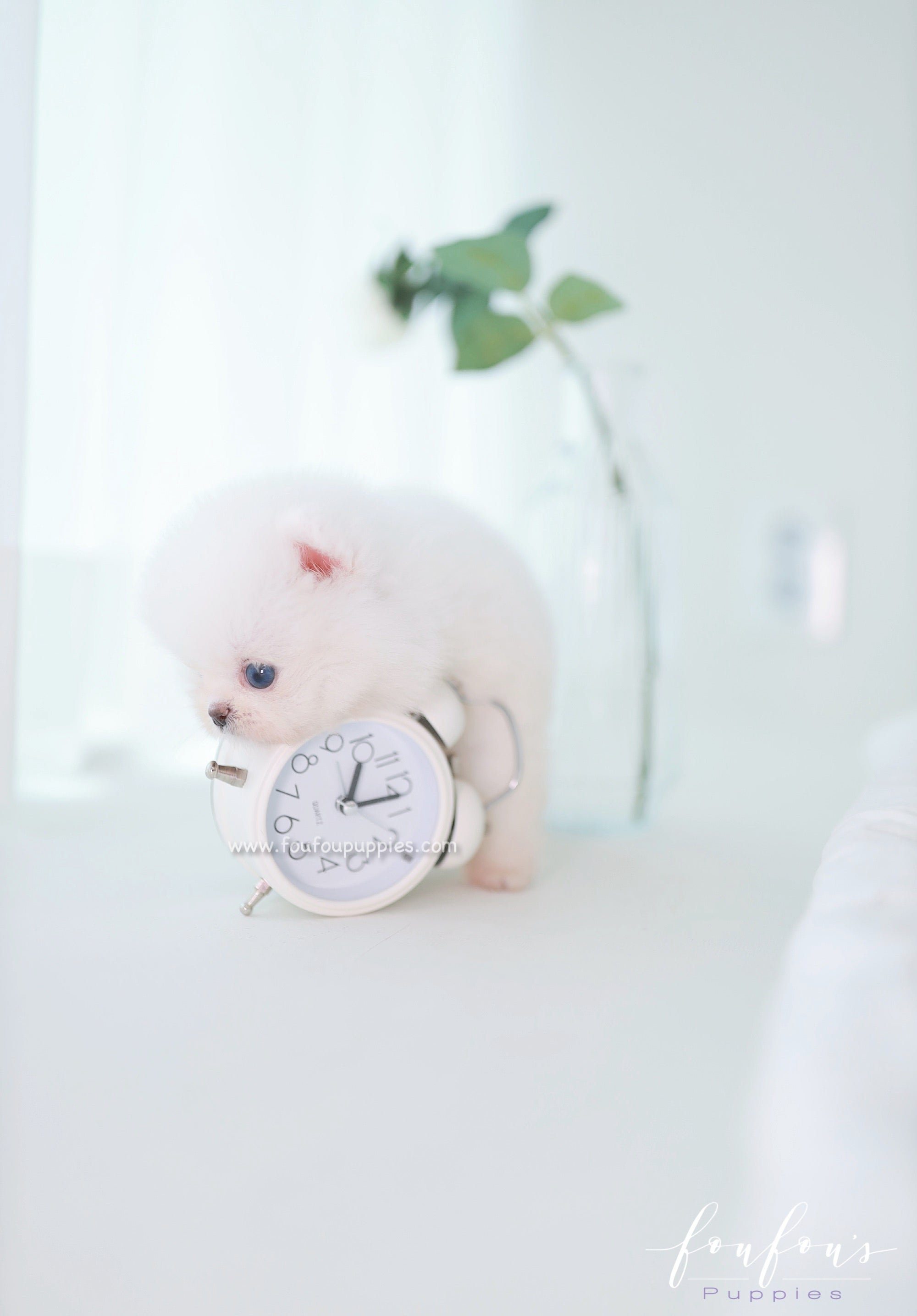 Ciel - Pomeranian F.