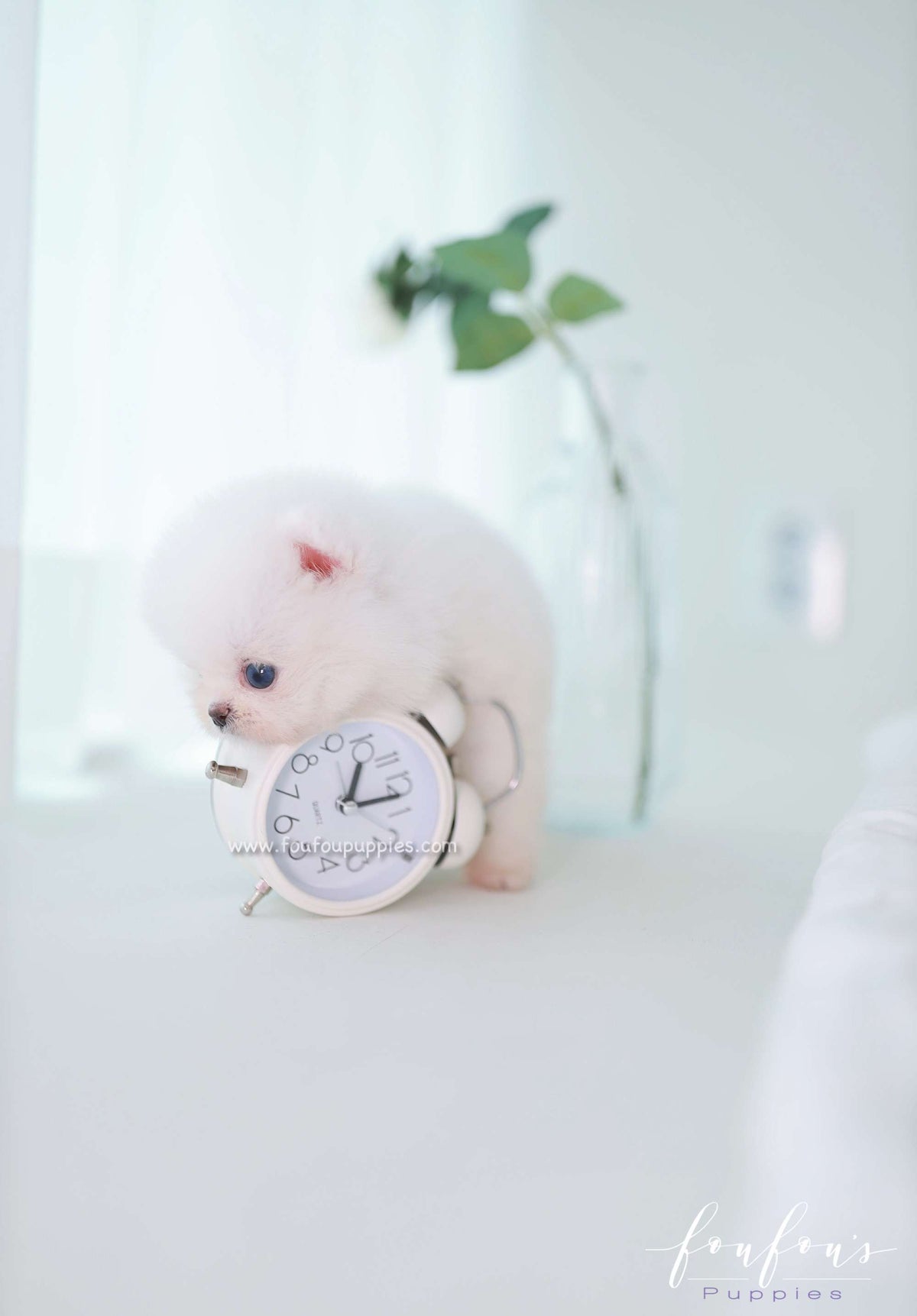Ciel - Pomeranian F.