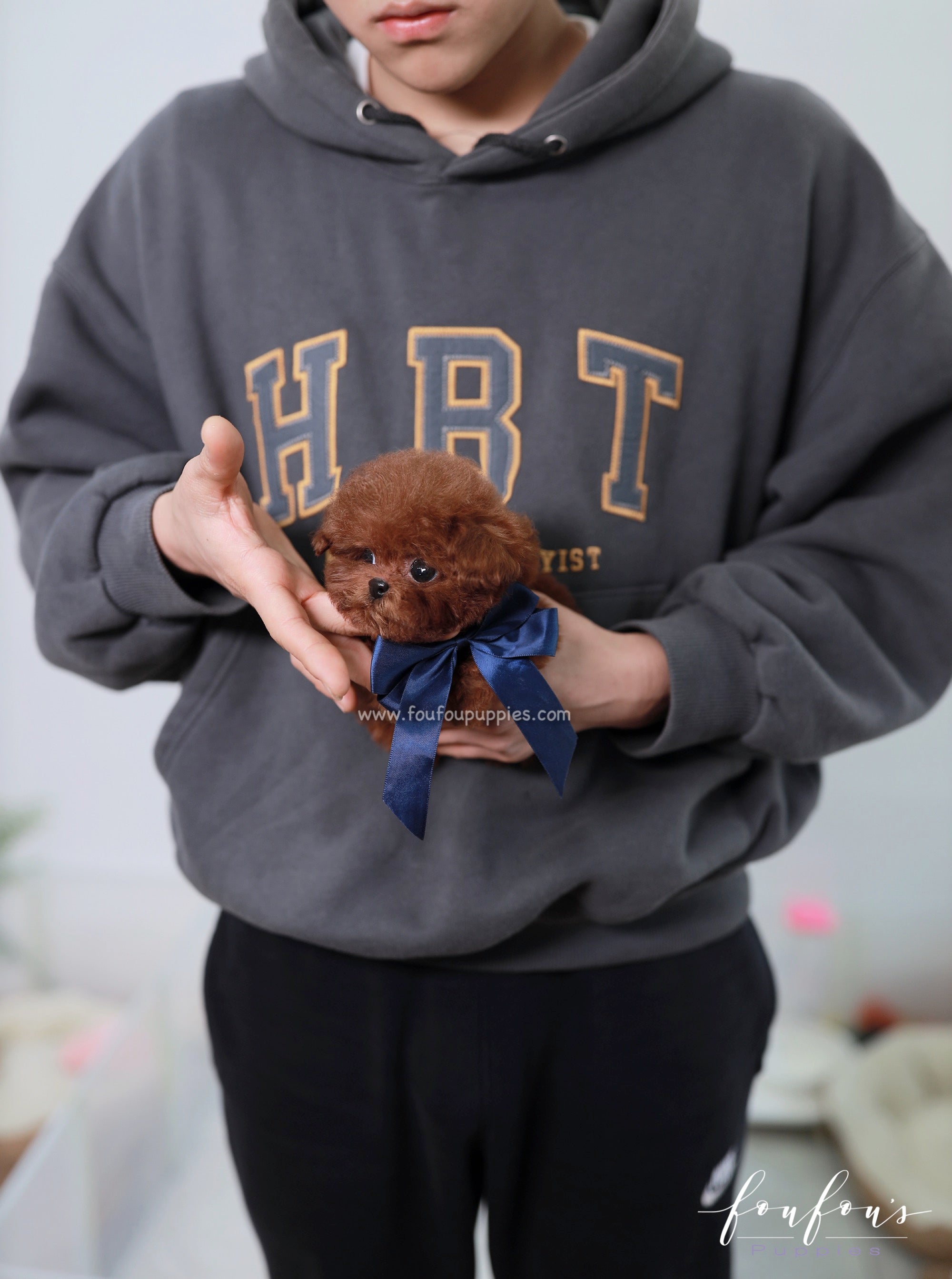 Rudolphe - Poodle M.