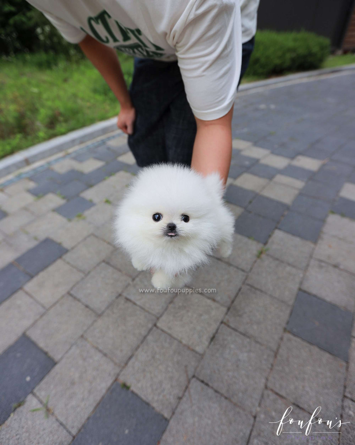 Sushi - Pomeranian M.