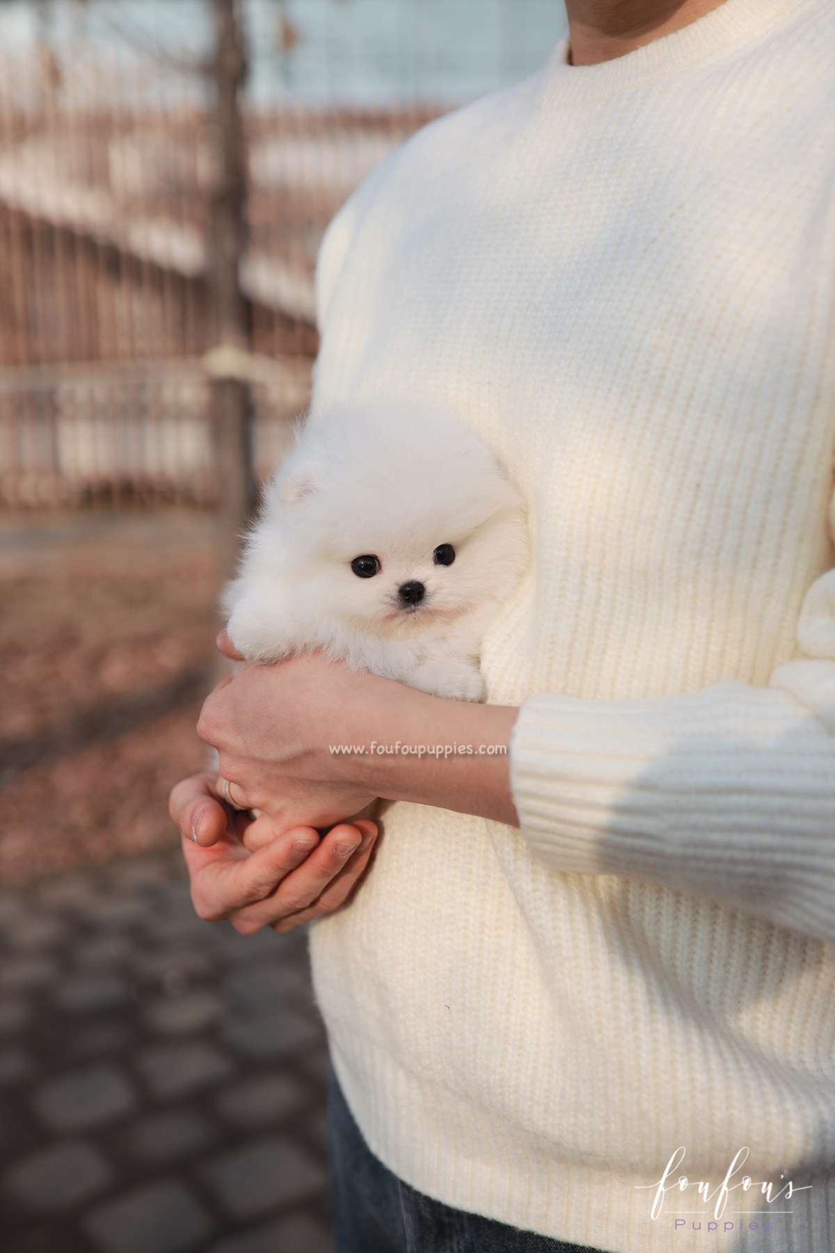 Duchess - Pomeranian F.