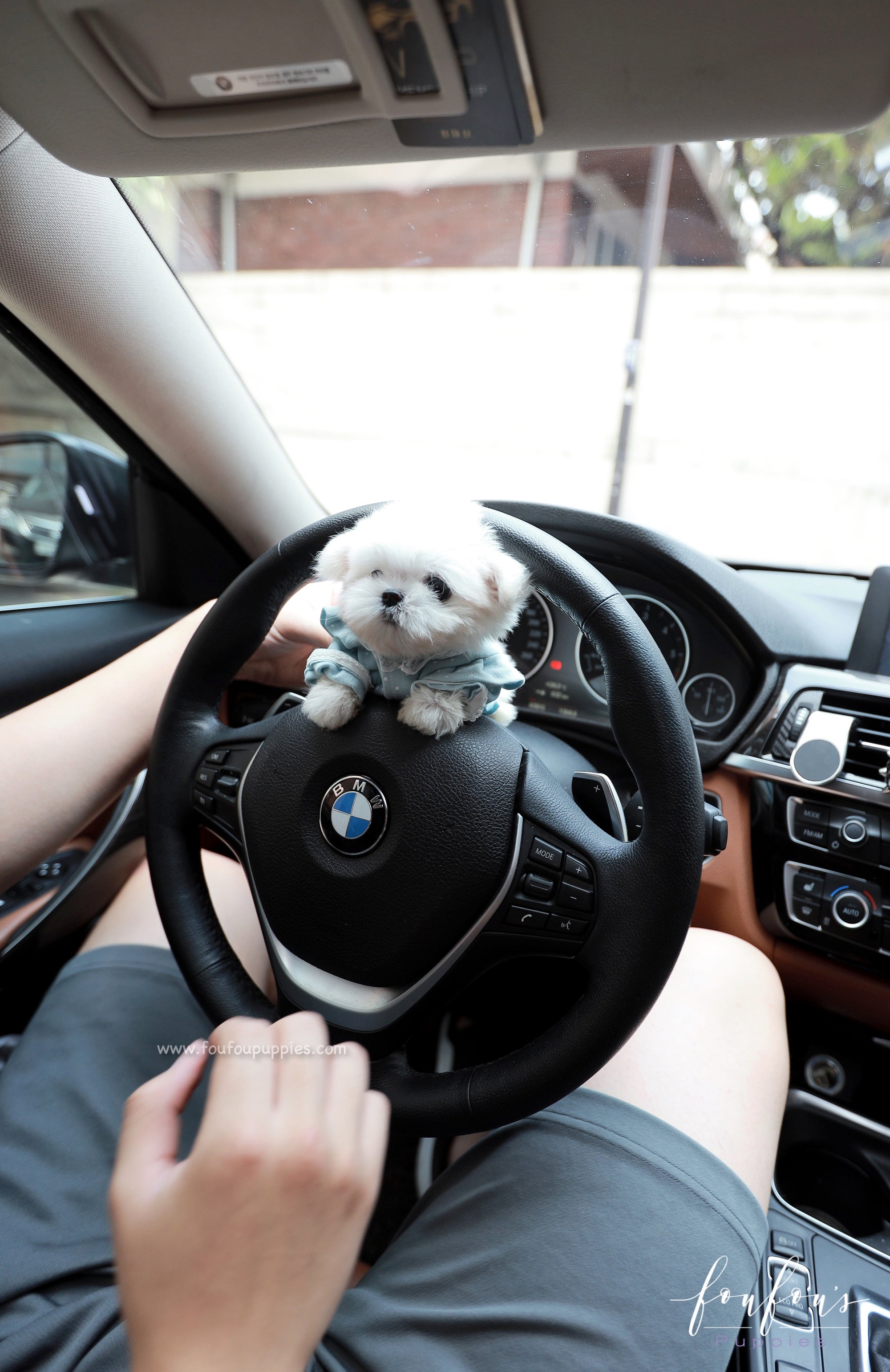 Mochi - Maltese M.