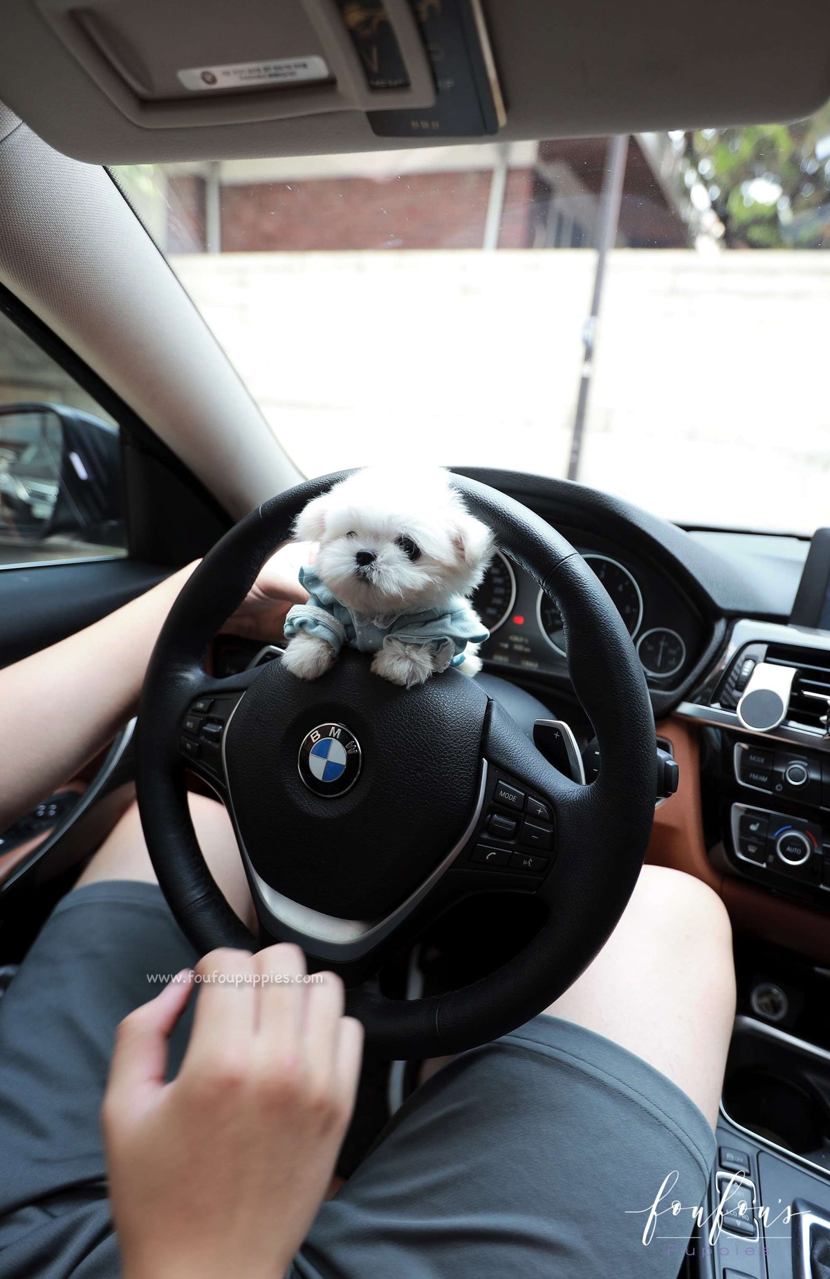 Mochi - Maltese M.