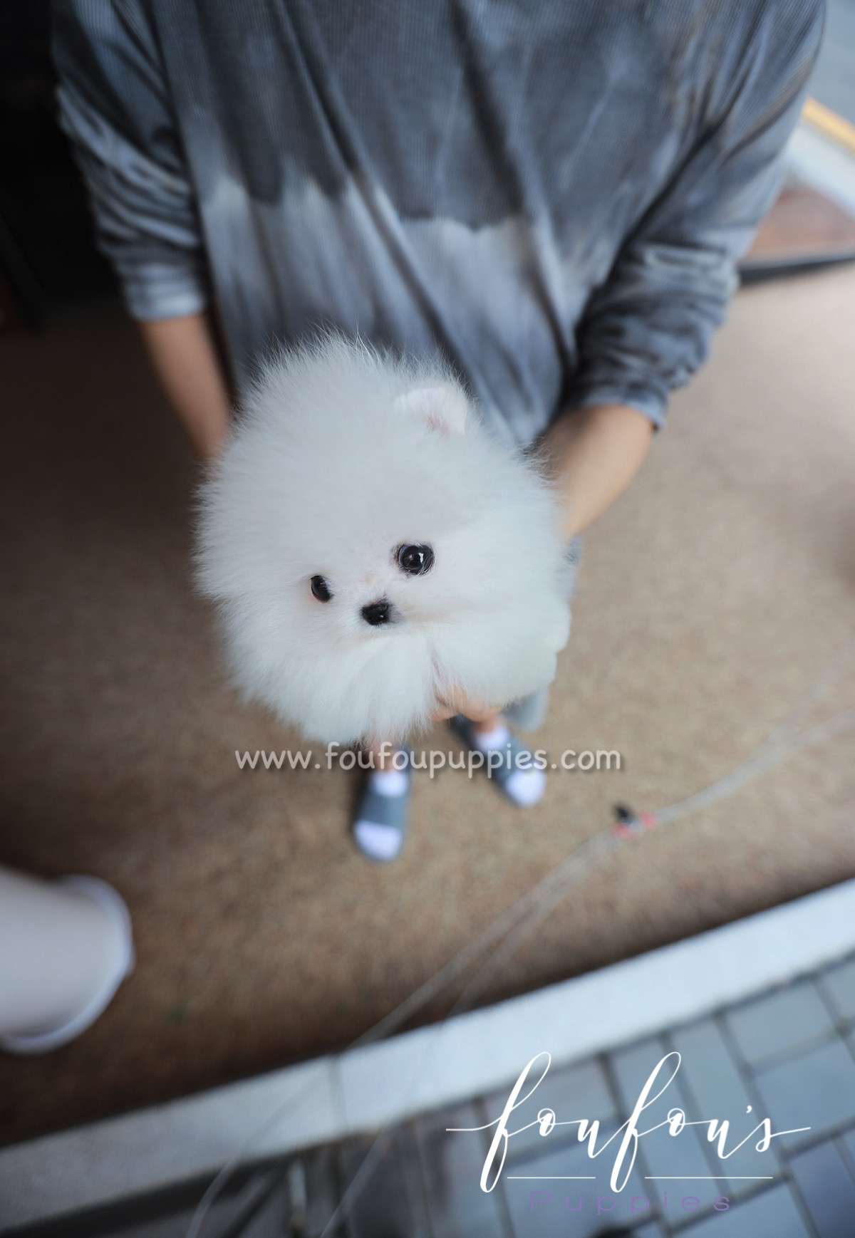 Santorini - Pomeranian M.