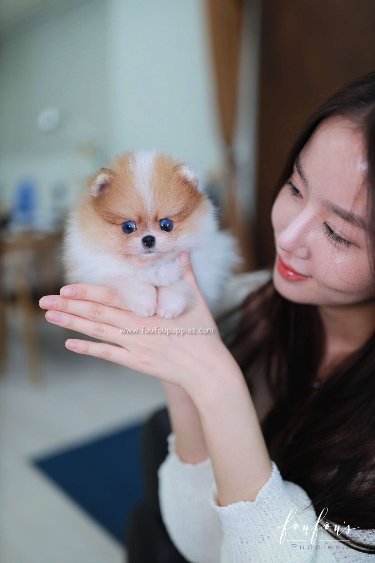 Bluey - Pomeranian M.