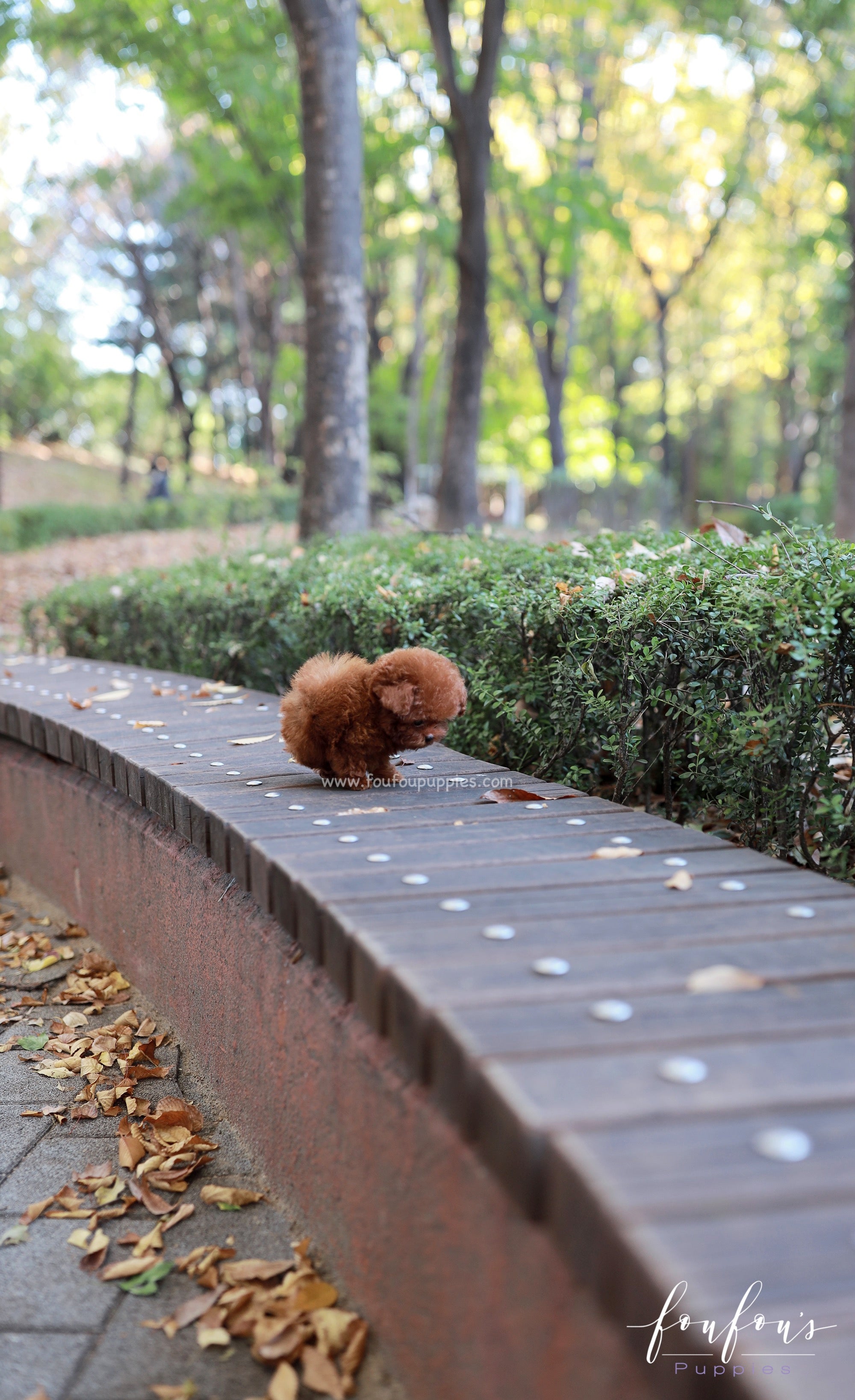 Rudolphe - Poodle M.