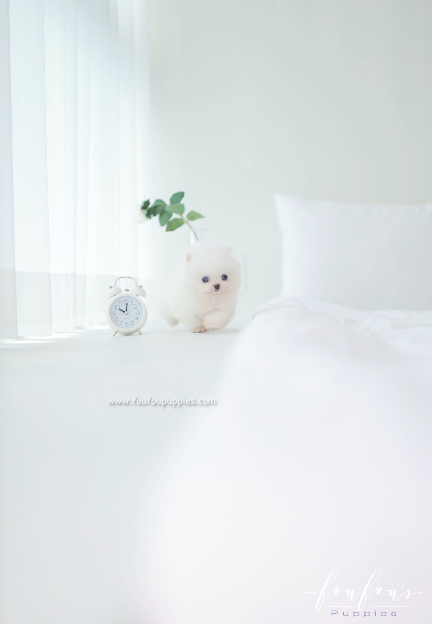 Ciel - Pomeranian F.