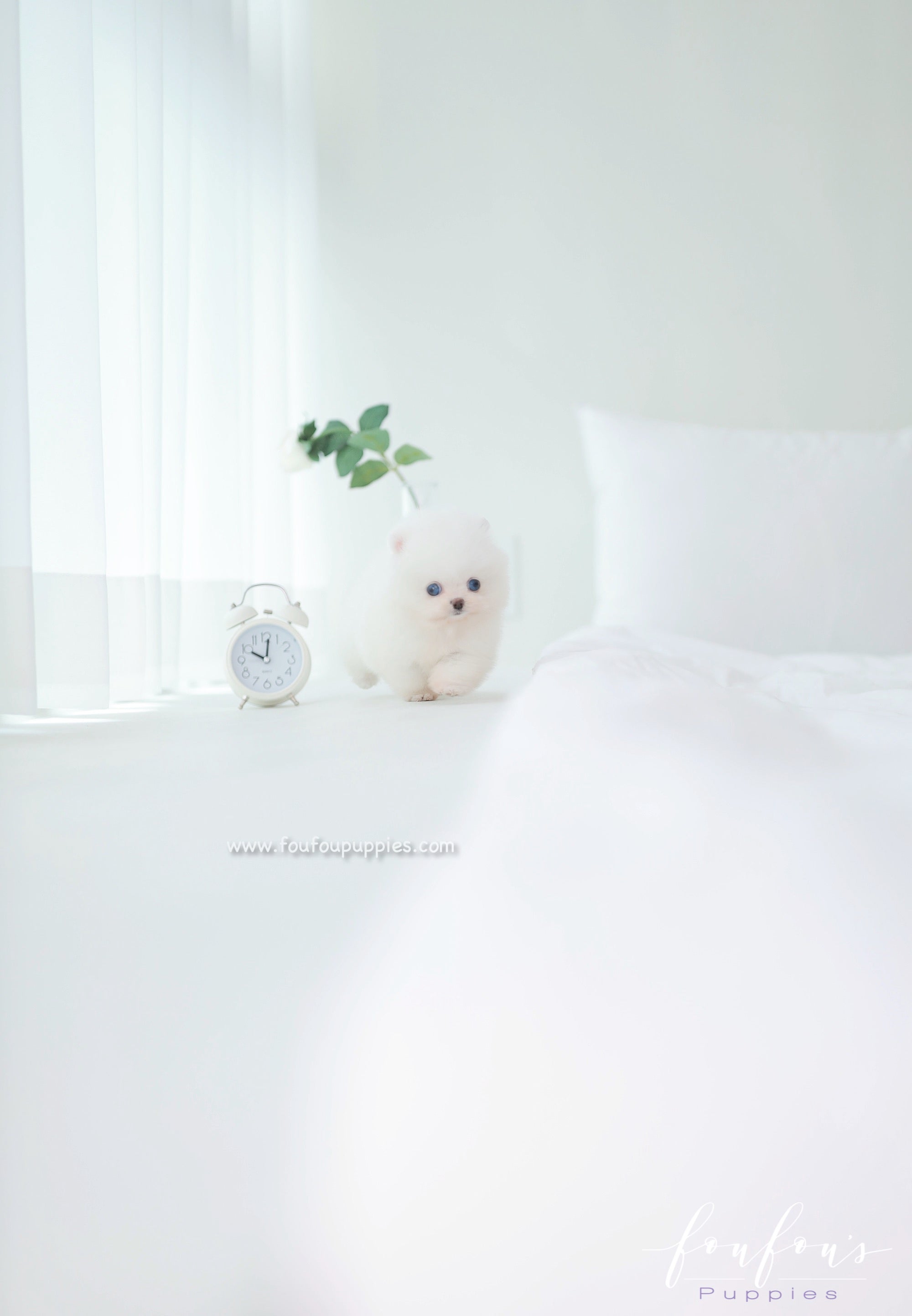 Ciel - Pomeranian F.