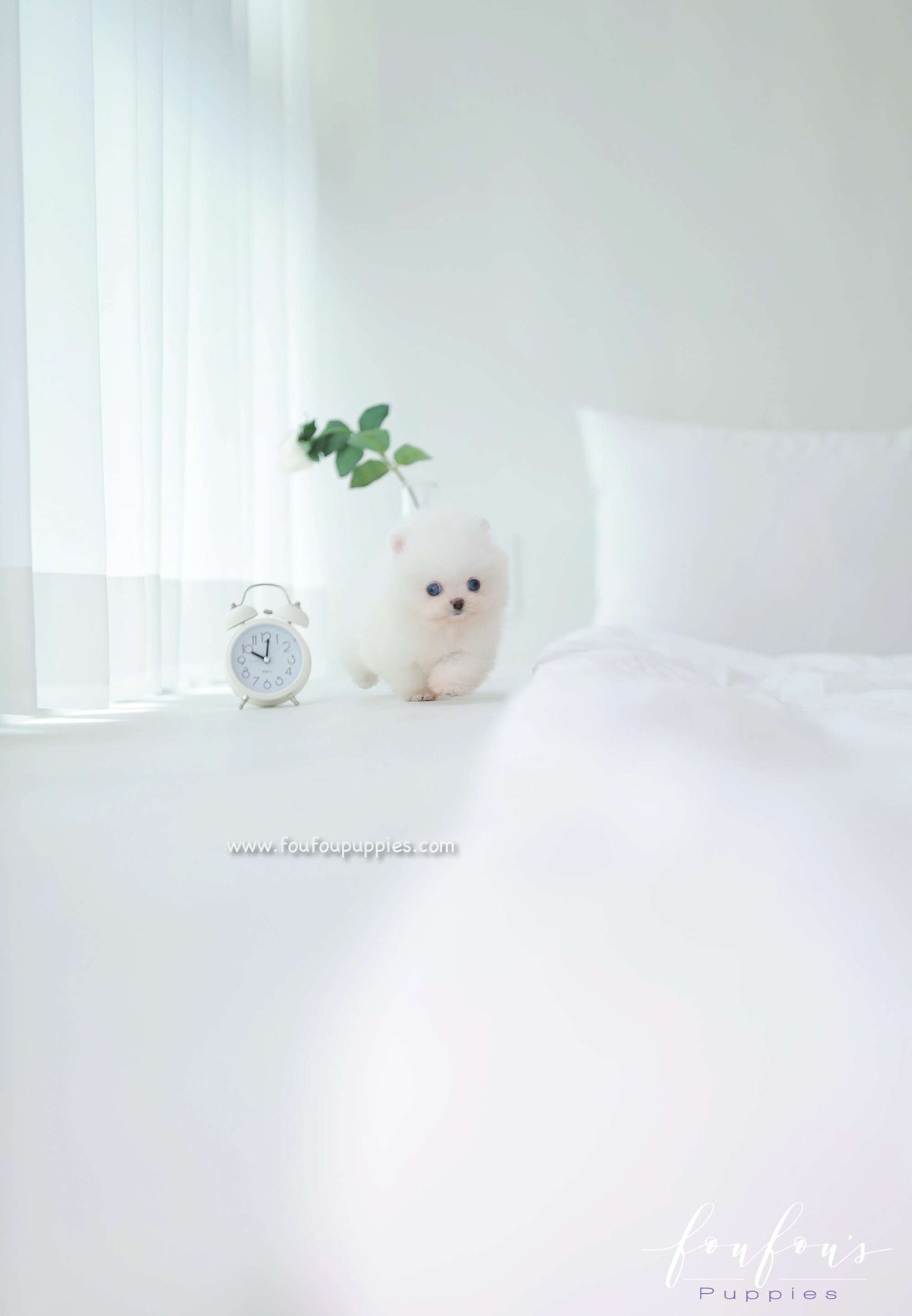 Ciel - Pomeranian F.