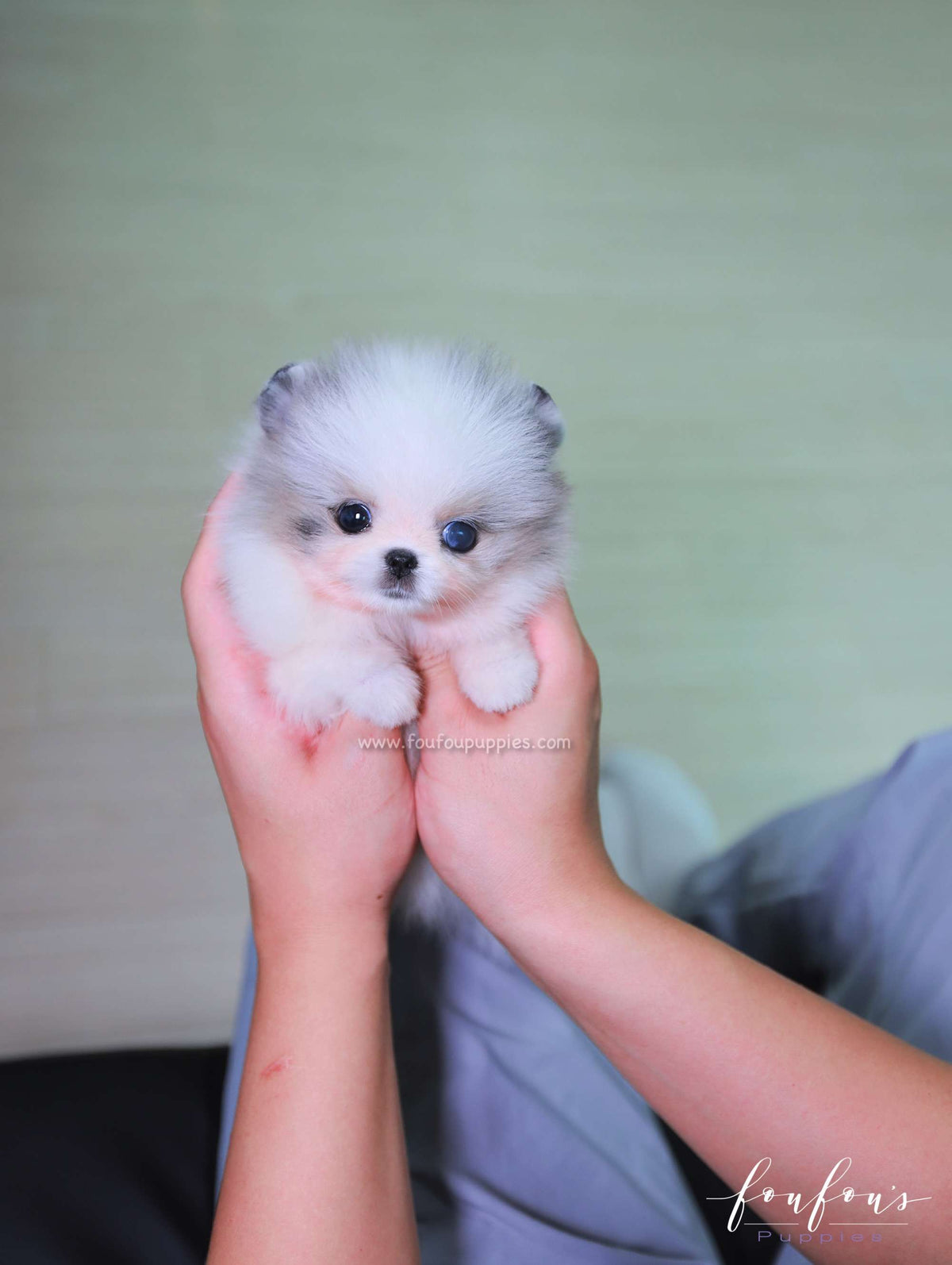 Ariel - Pomeranian F.