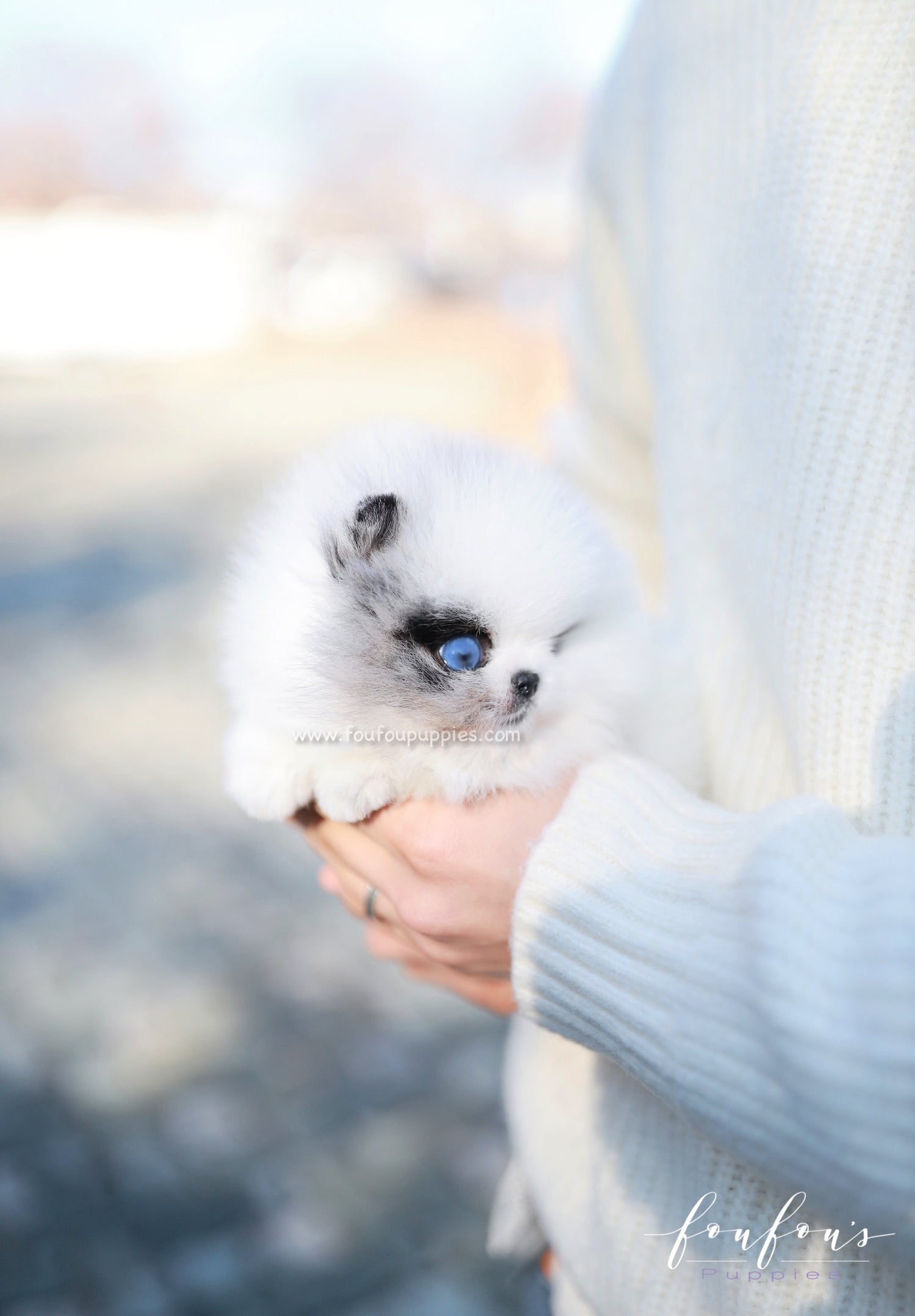 Bleu - Pomeranian M.